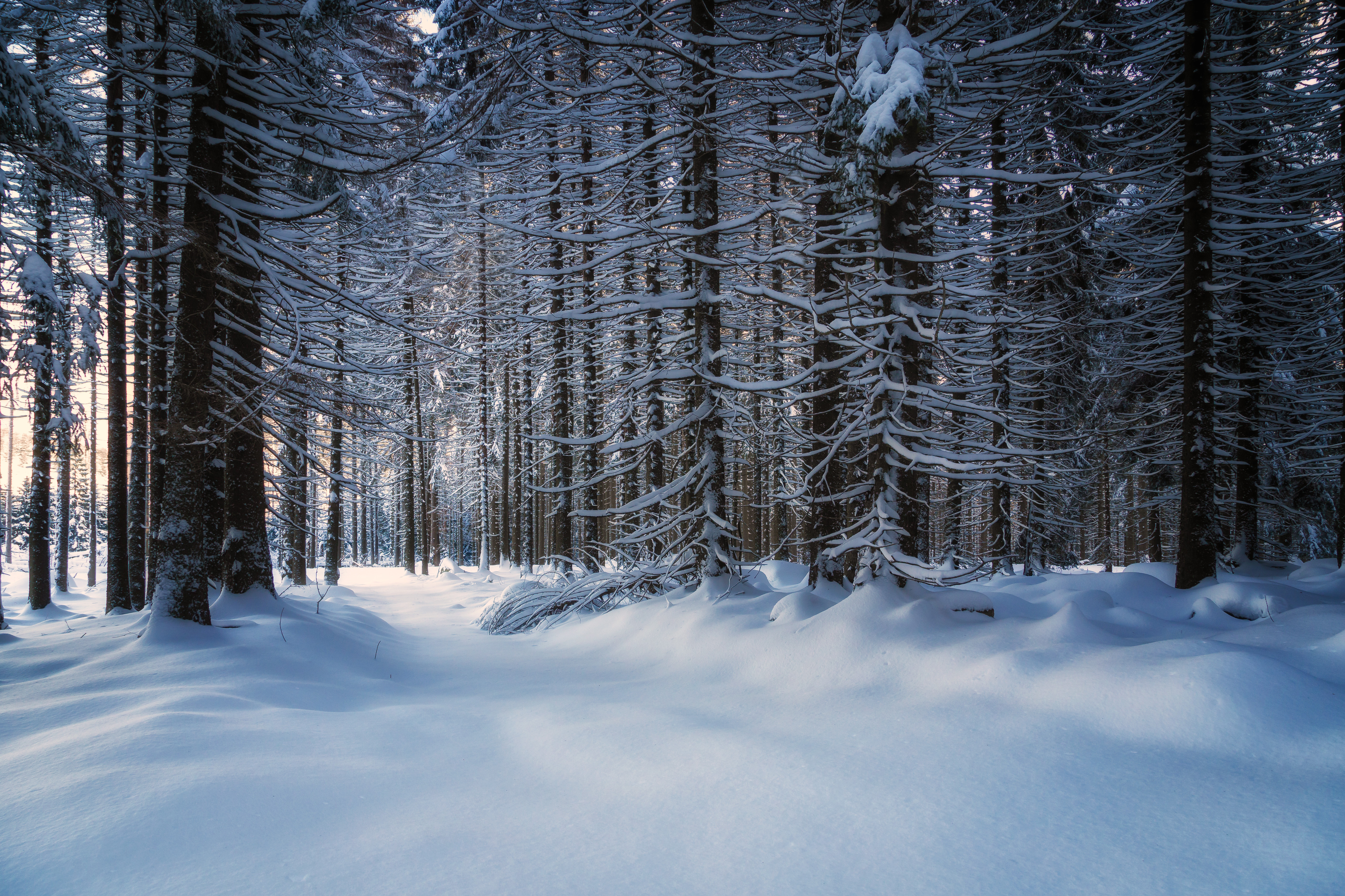 HD desktop wallpaper: Trees, Snow Covered, Snowbound, Nature, Snow, Forest download free picture