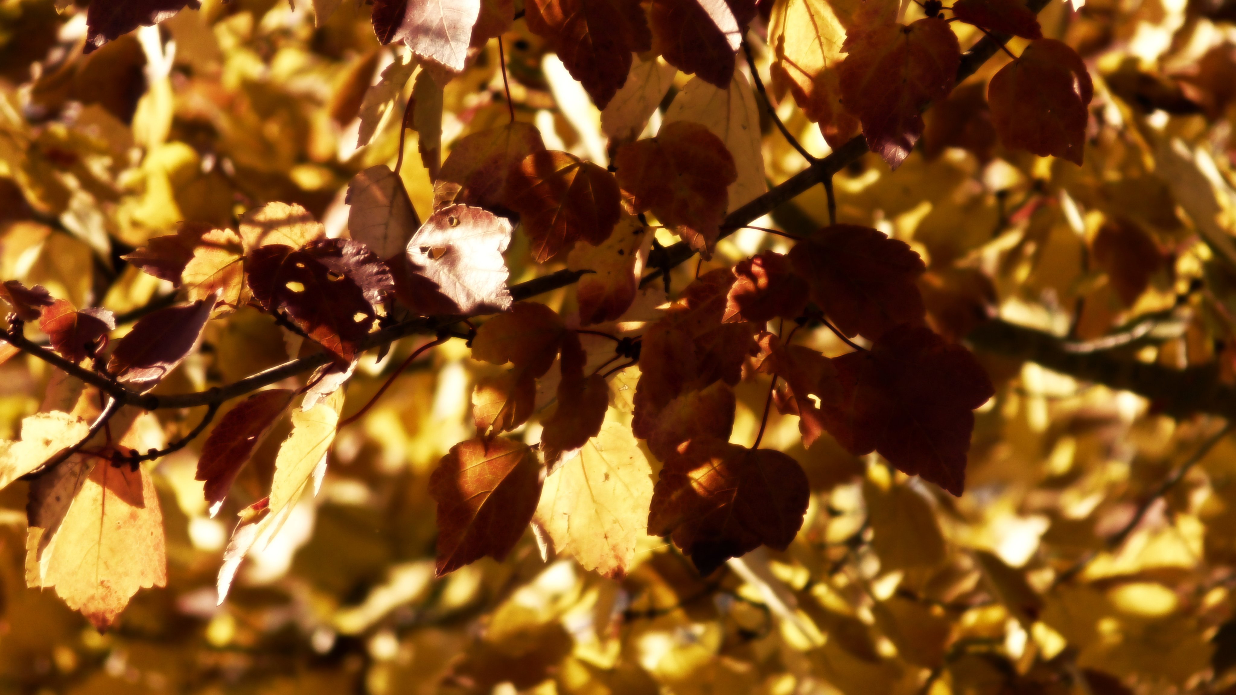 Adamas Nemesis, imagine these leaves rustling near some Collegiate Gothic buildings, forming a canopy above a hot young couple in preppy outfits playing a game of chess outside, light