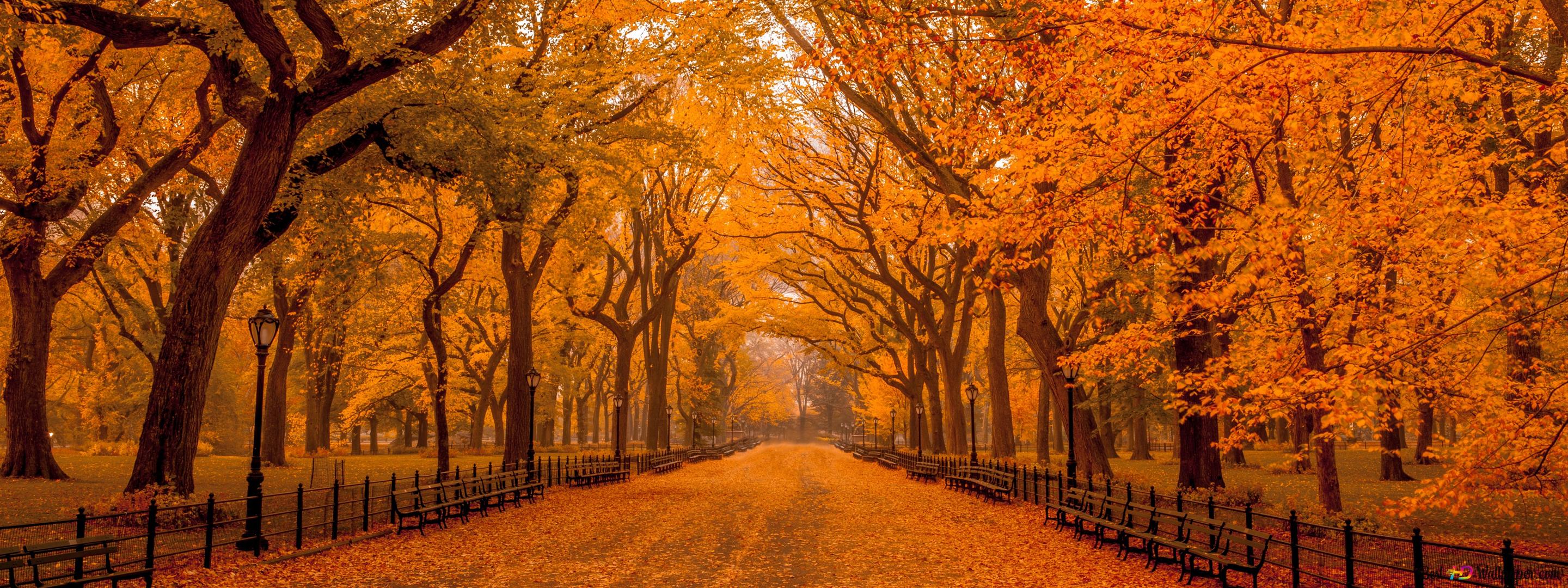 Central park forest road with its unique colors in autumn 4K wallpaper download