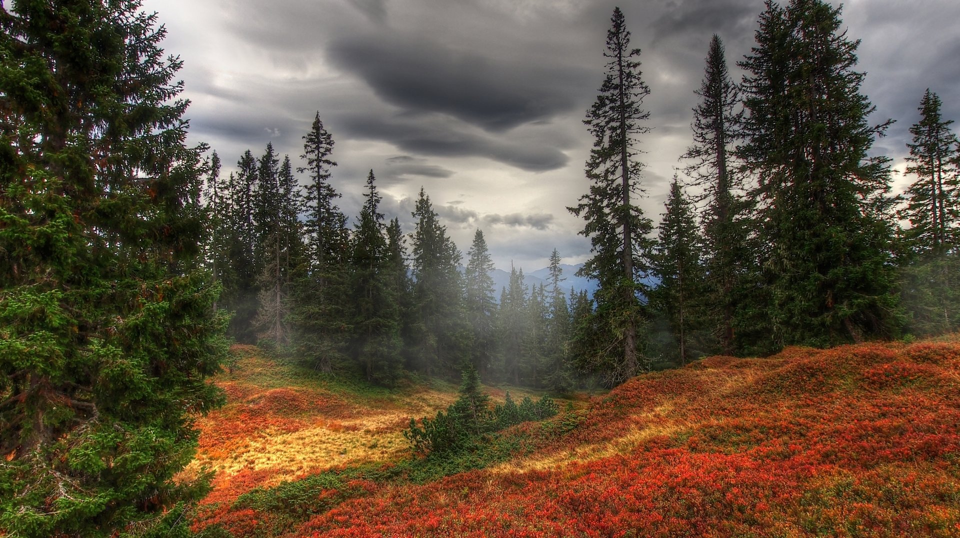 Fall Forest with Pine Trees Wallpaper