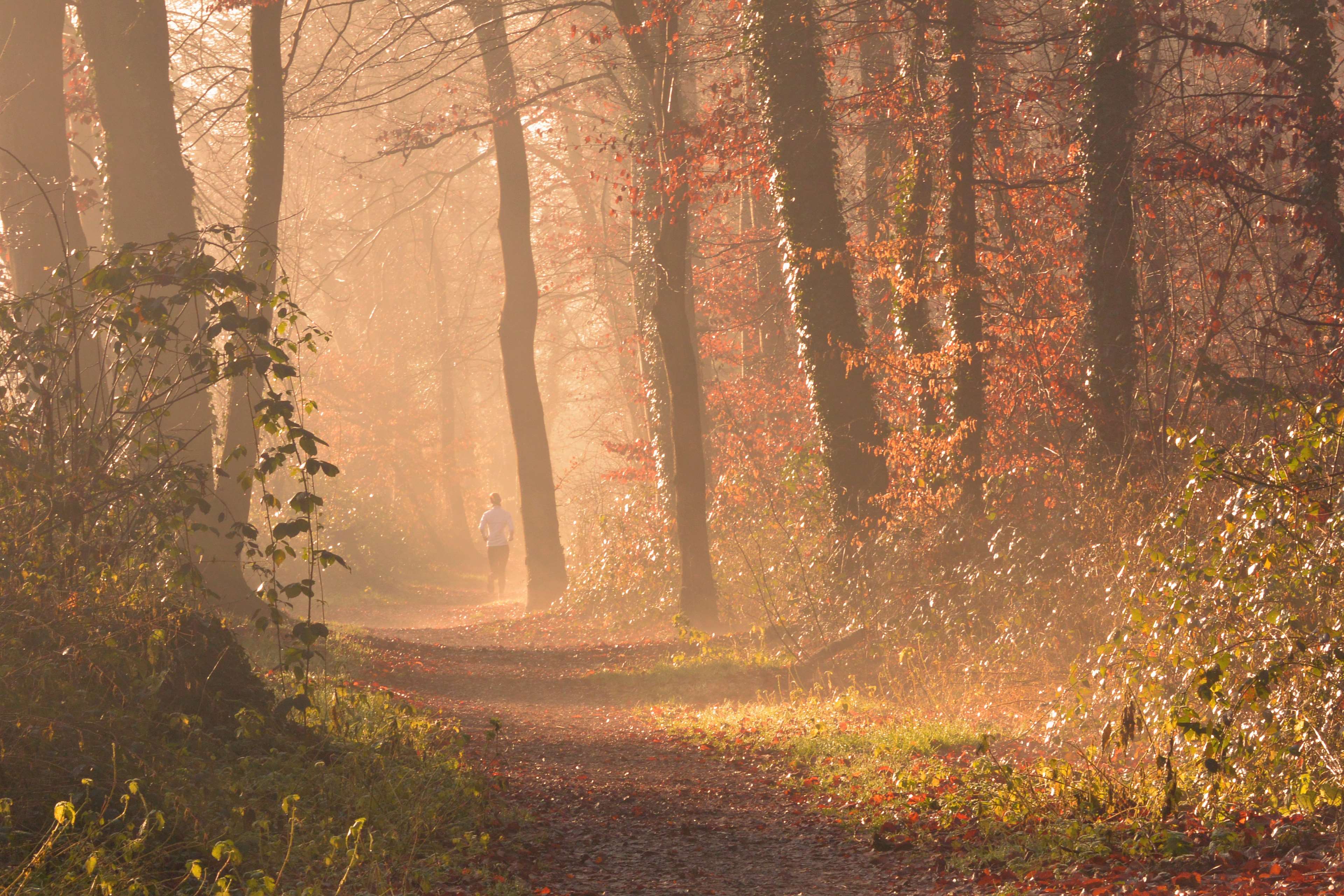 autumn, backlit, branch, dawn, environment, fall, fog, forest, jog, landscape, leaves, light, mist, nature, outdoors, path, road, run, sun, sunlight, trees, woods 4k wallpaper