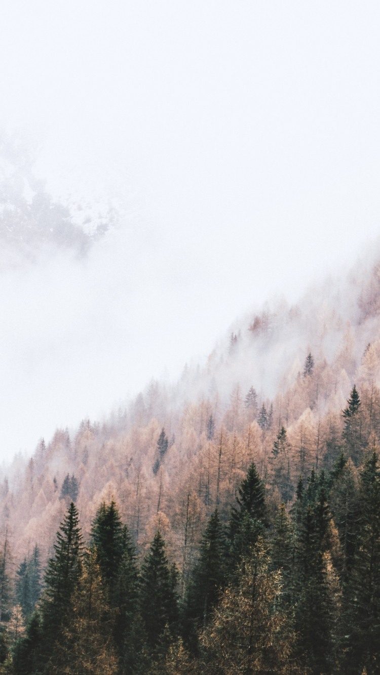 Download wallpaper 750x1334 autumn, peak of trees, pine trees, mist, iphone 7, iphone 8, 750x1334 HD background, 16003