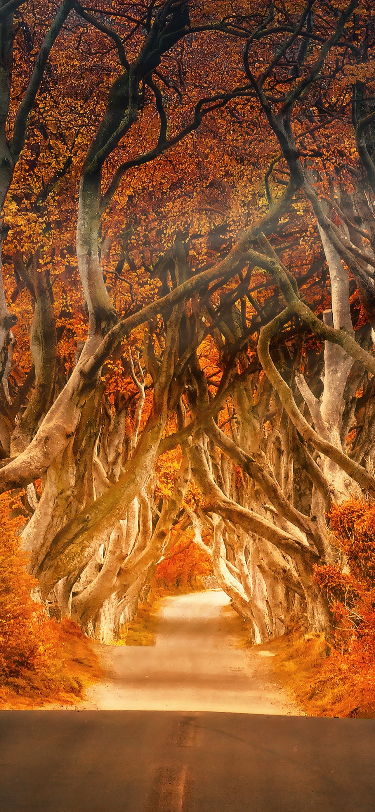 Forest Wallpaper 4K, Road, Daylight, Aesthetic, Autumn