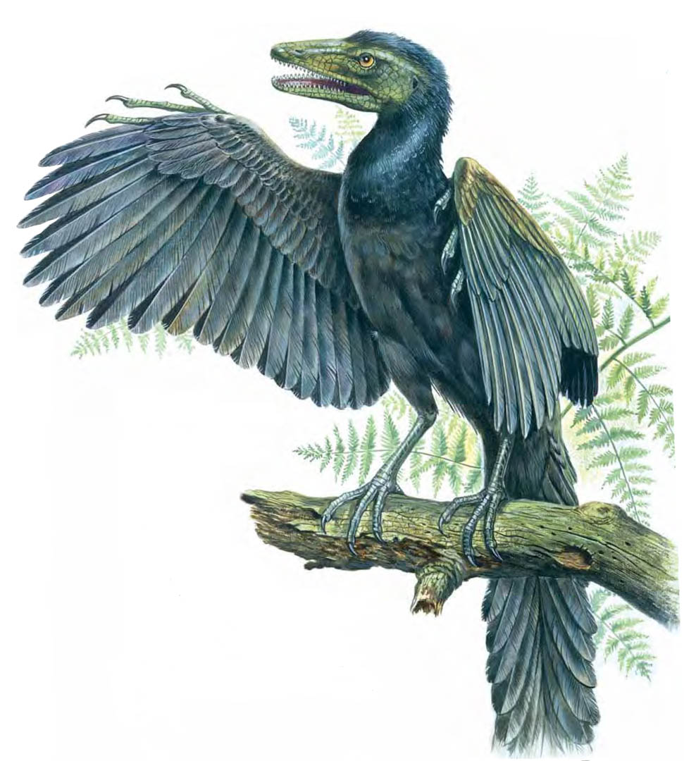 Blue Feathered Archaeopteryx Like Dinosaurs