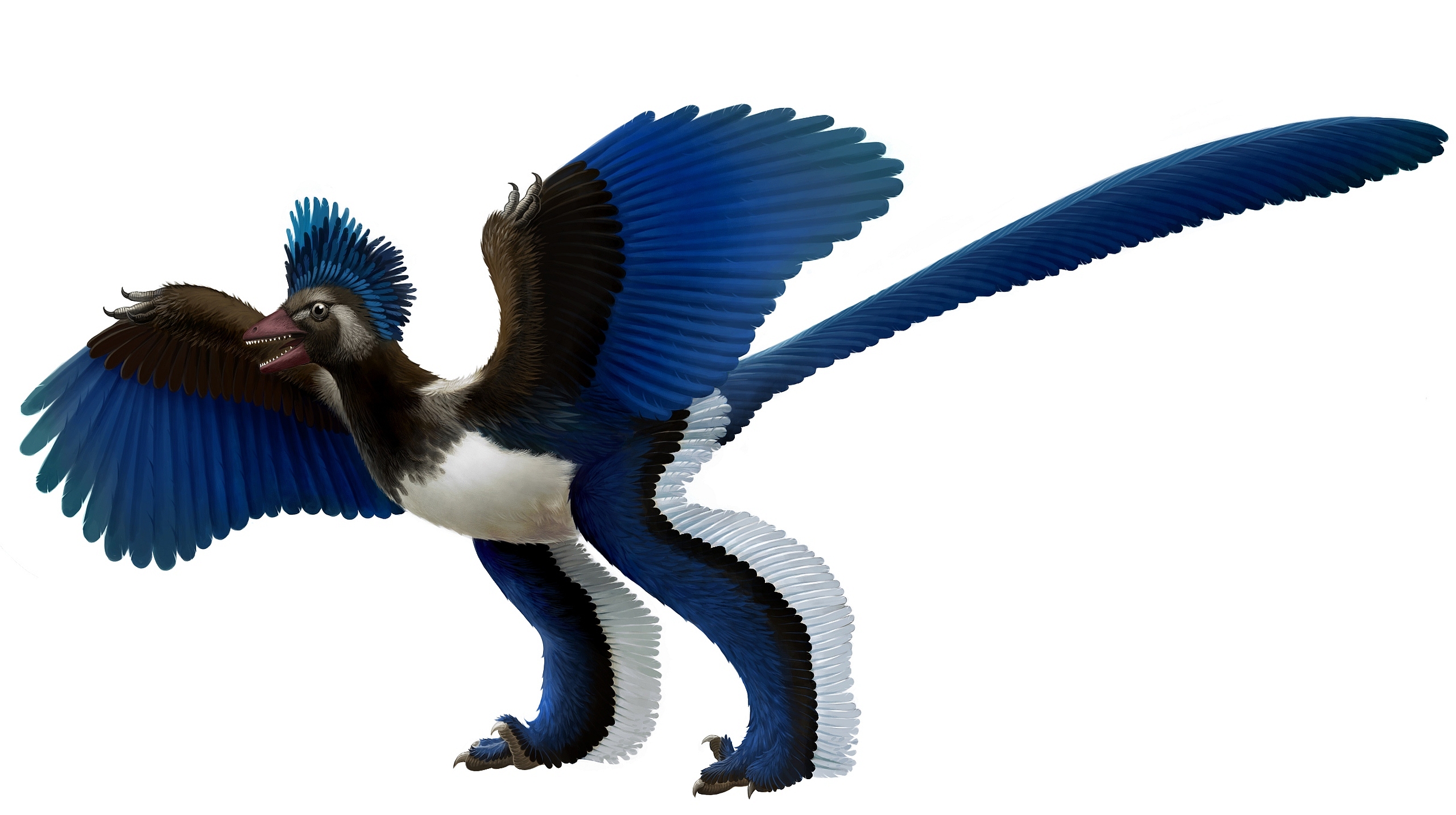 Archaeopteryx HD Wallpaper and Background