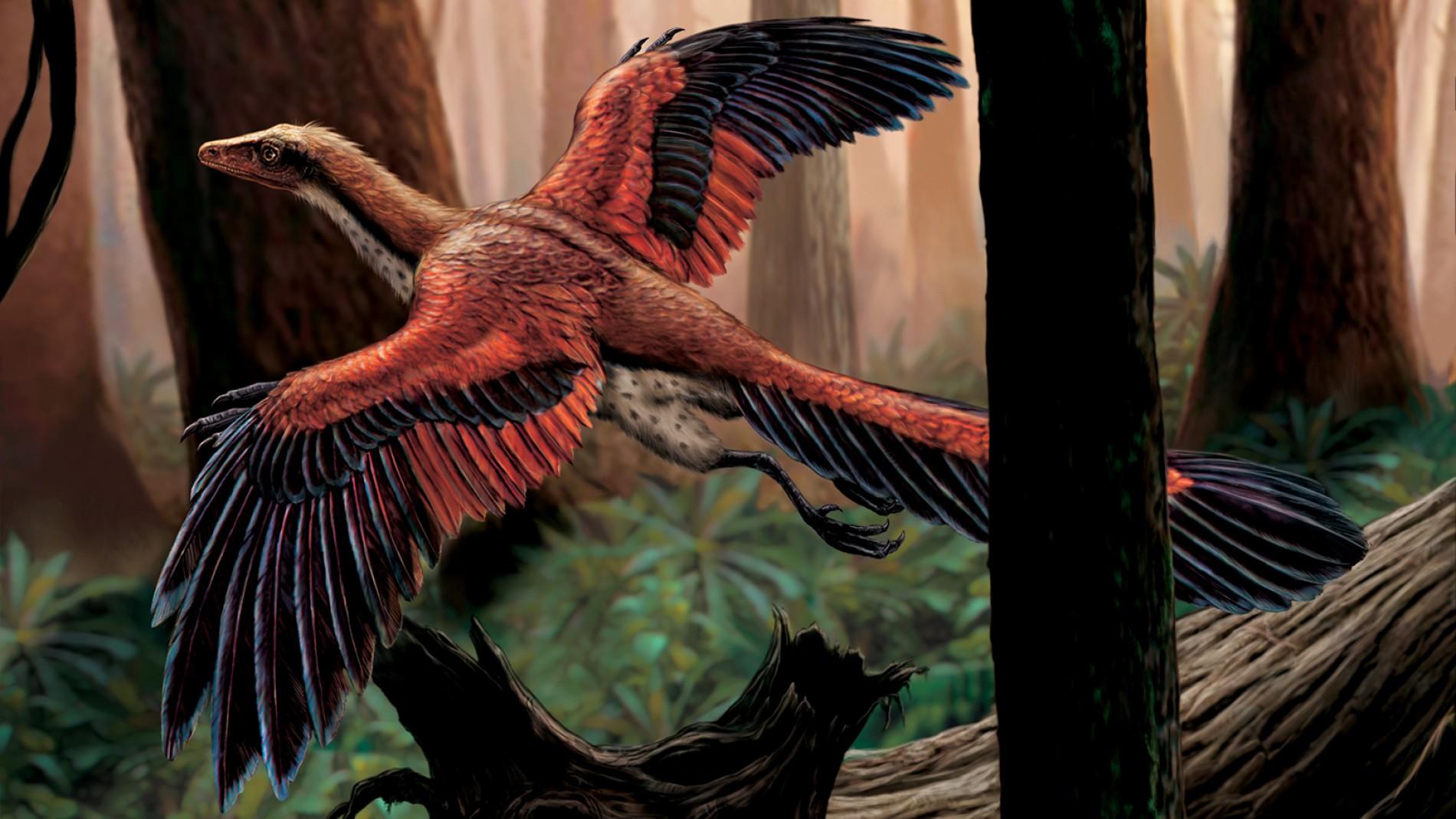 Archaeopteryx wallpaper, Animal, HQ Archaeopteryx pictureK Wallpaper 2019