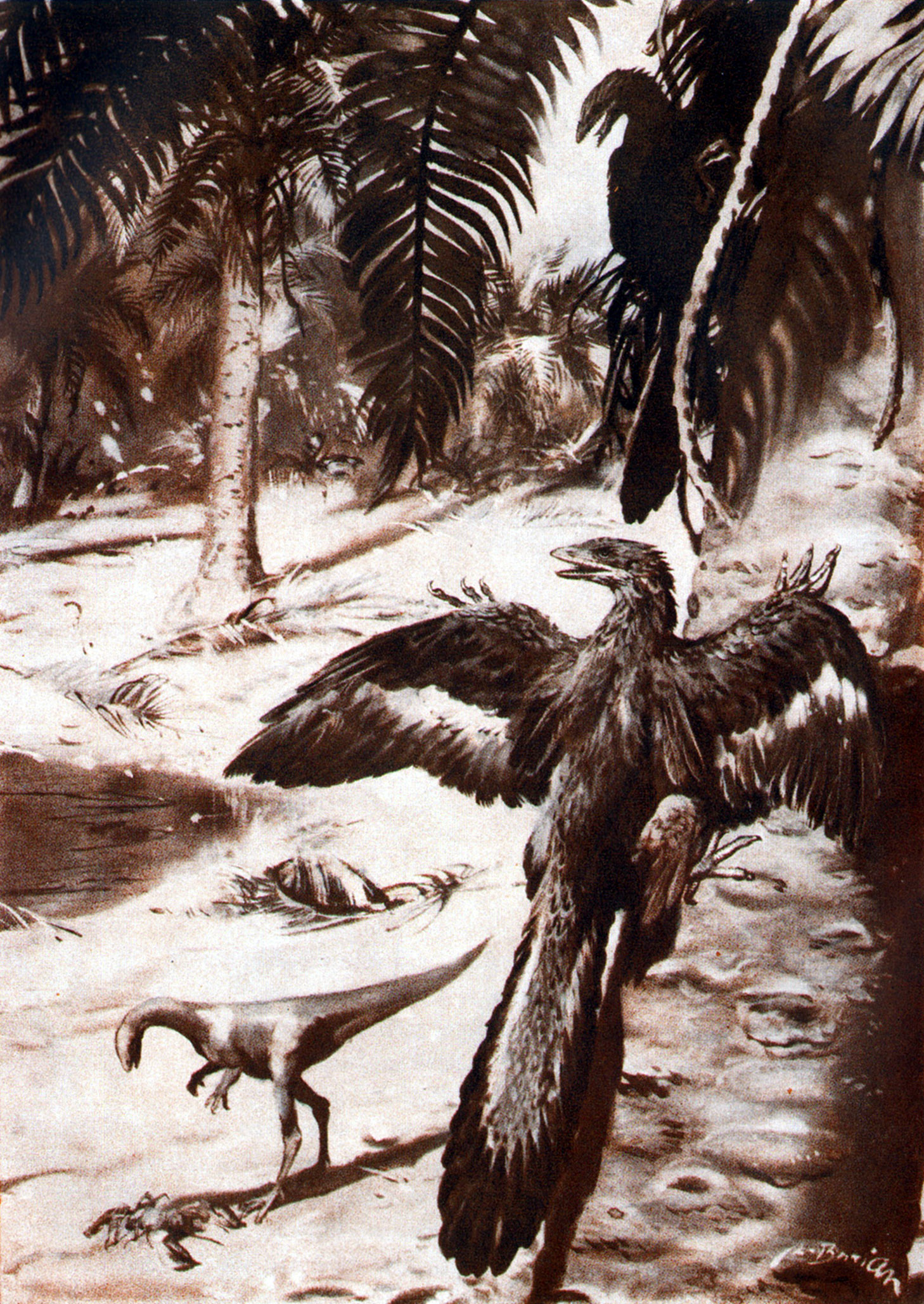 image Zdenek Burian Dinosaurs Compsognathus end Archaeopteryx Black