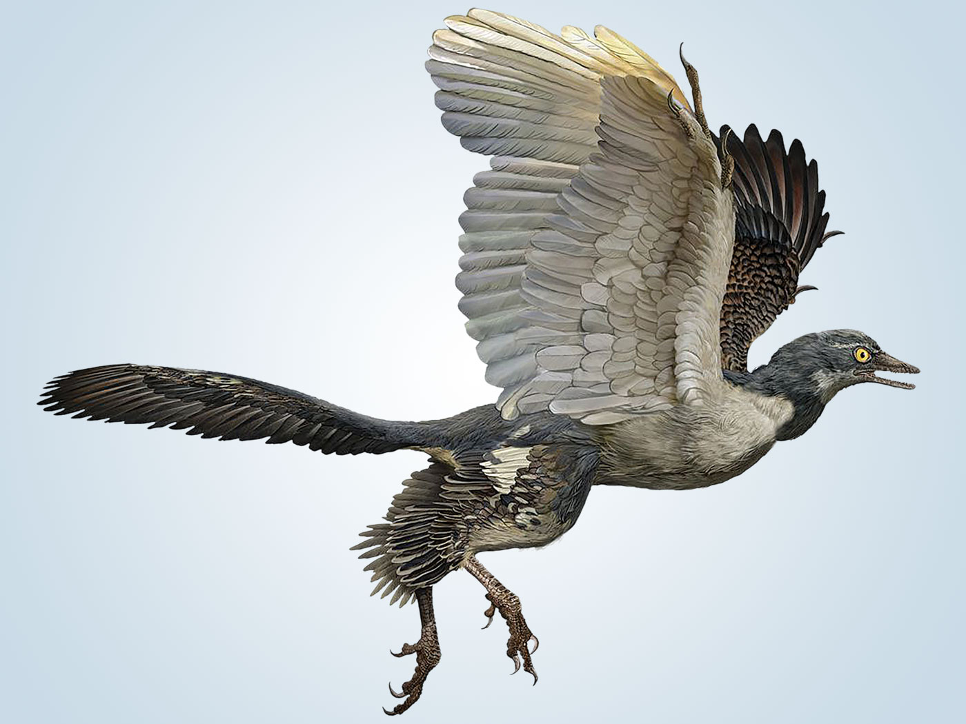 Does Archaeopteryx Show Bird Evolution?. The Institute for Creation Research