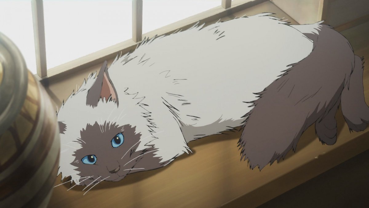anime cat HD wallpaper, background