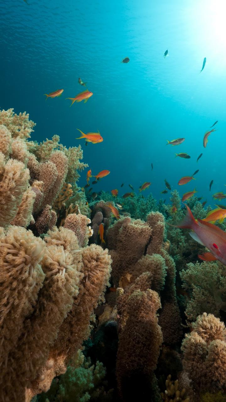 Deep Sea of America 4k HD Wallpaper HD Mobile, Desktop Wallpaper