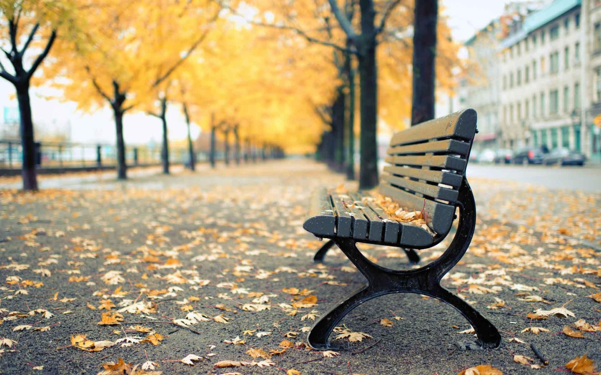 Park Bench Wallpaper