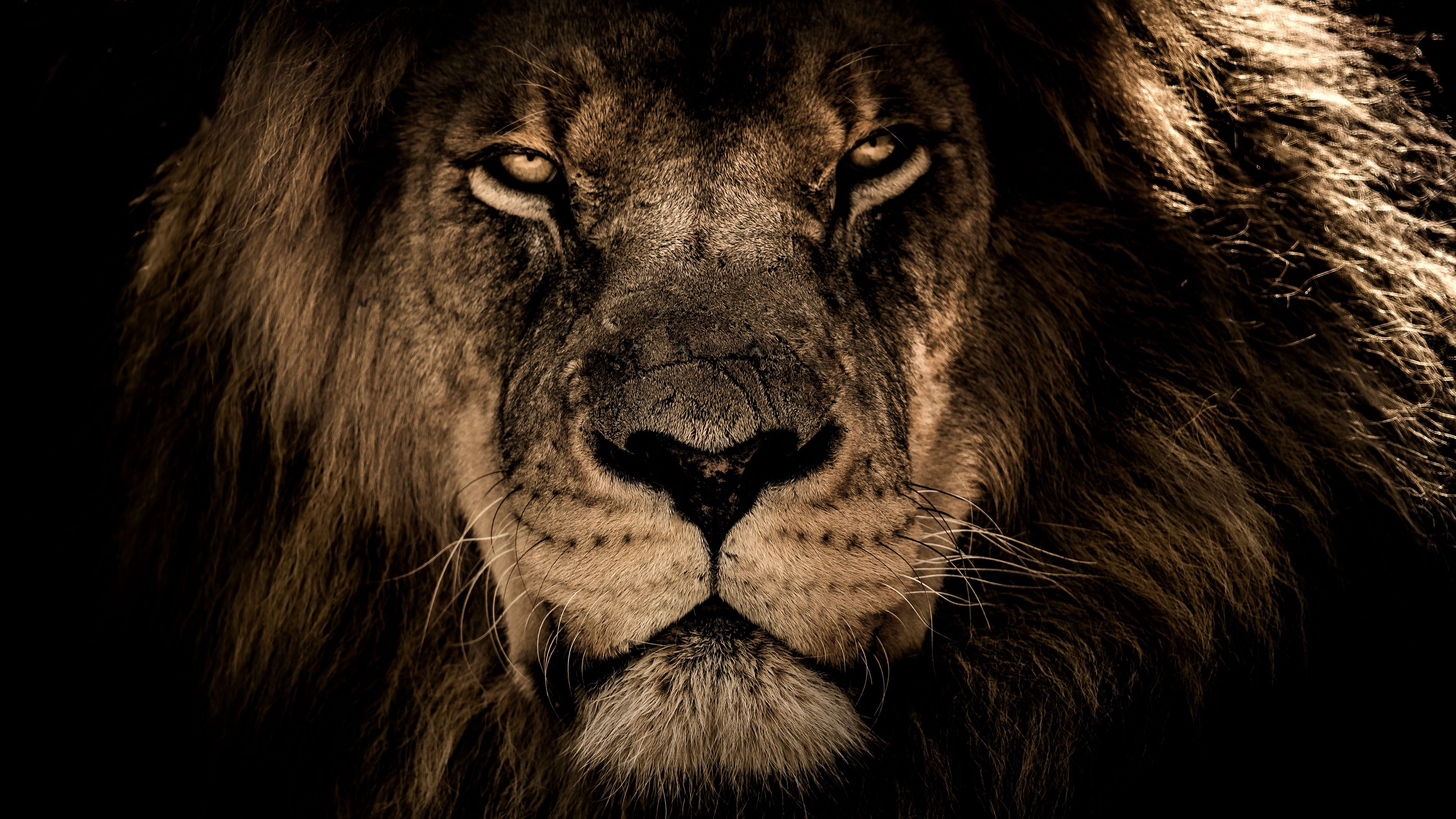 Lion Wallpaper HD Free download