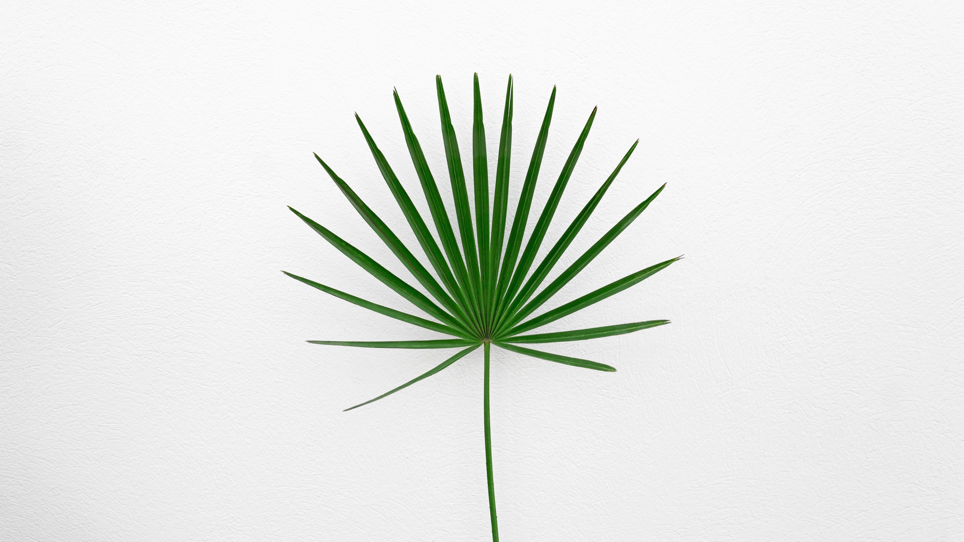 Download wallpaper 3840x2160 leaf, plant, minimalism, green, white 4k uhd 16:9 HD background