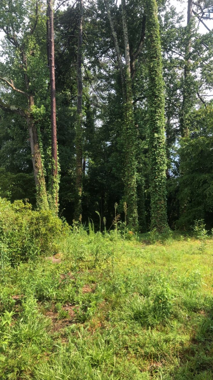 forest. Green wallpaper, Nature aesthetic, Time photo