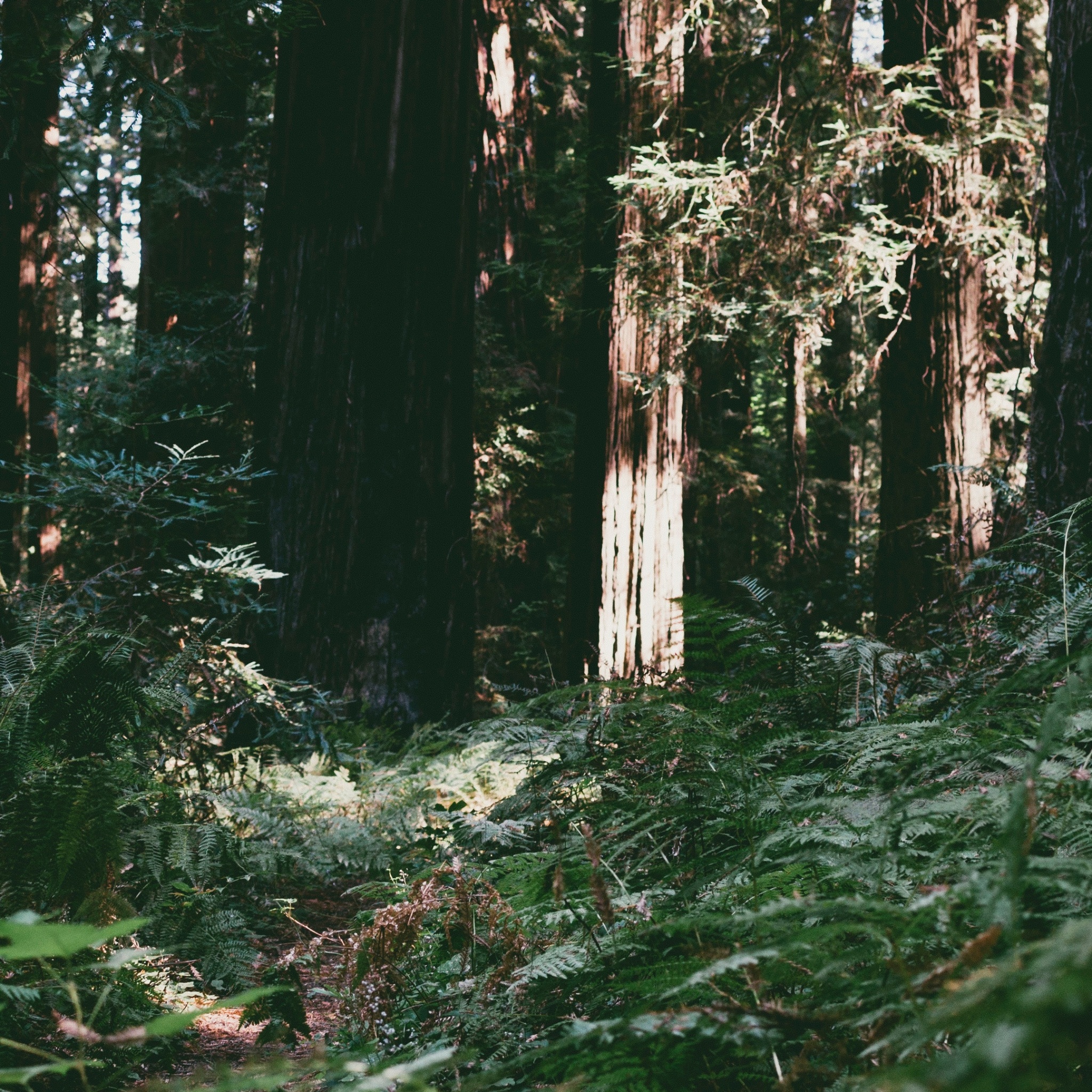 Wallpaper 4k trees, forest, summer, light 4k Wallpaper