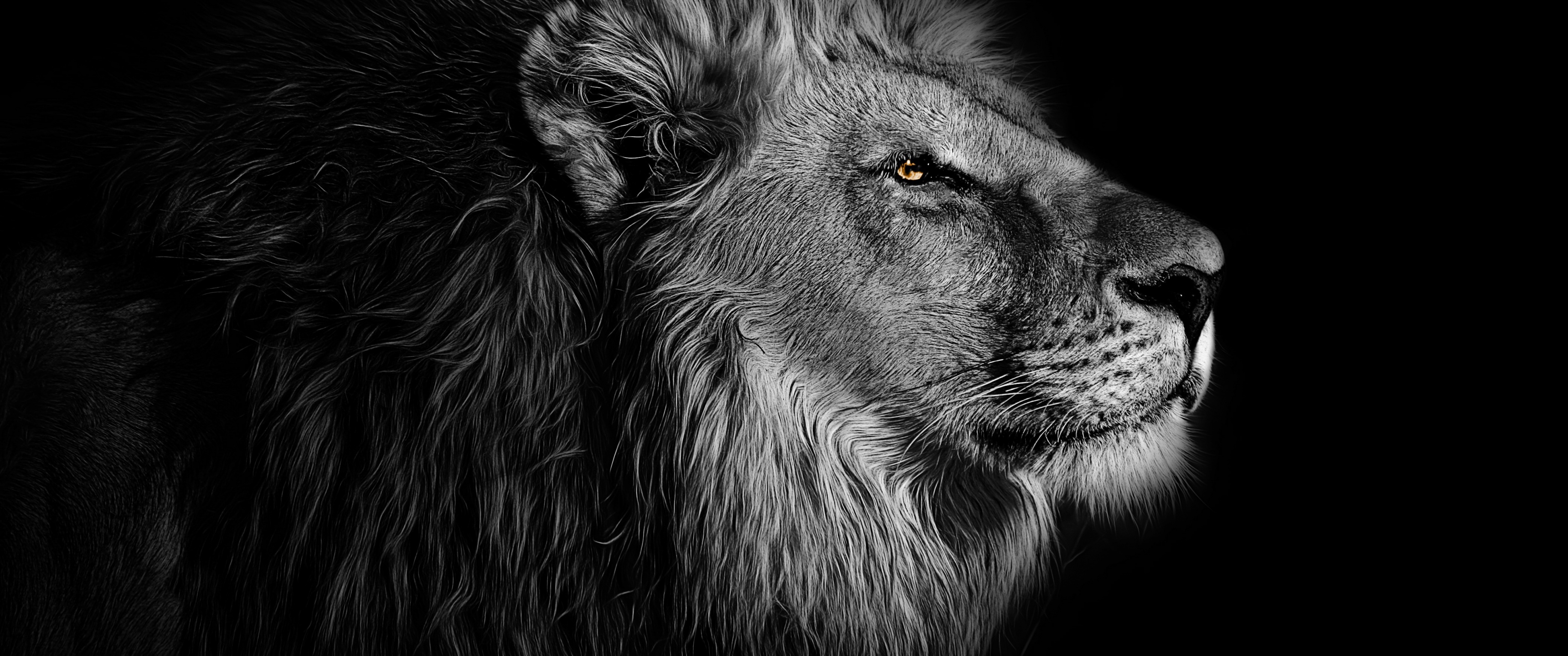 Lion Wallpaper 4K, African, Black background, 5K