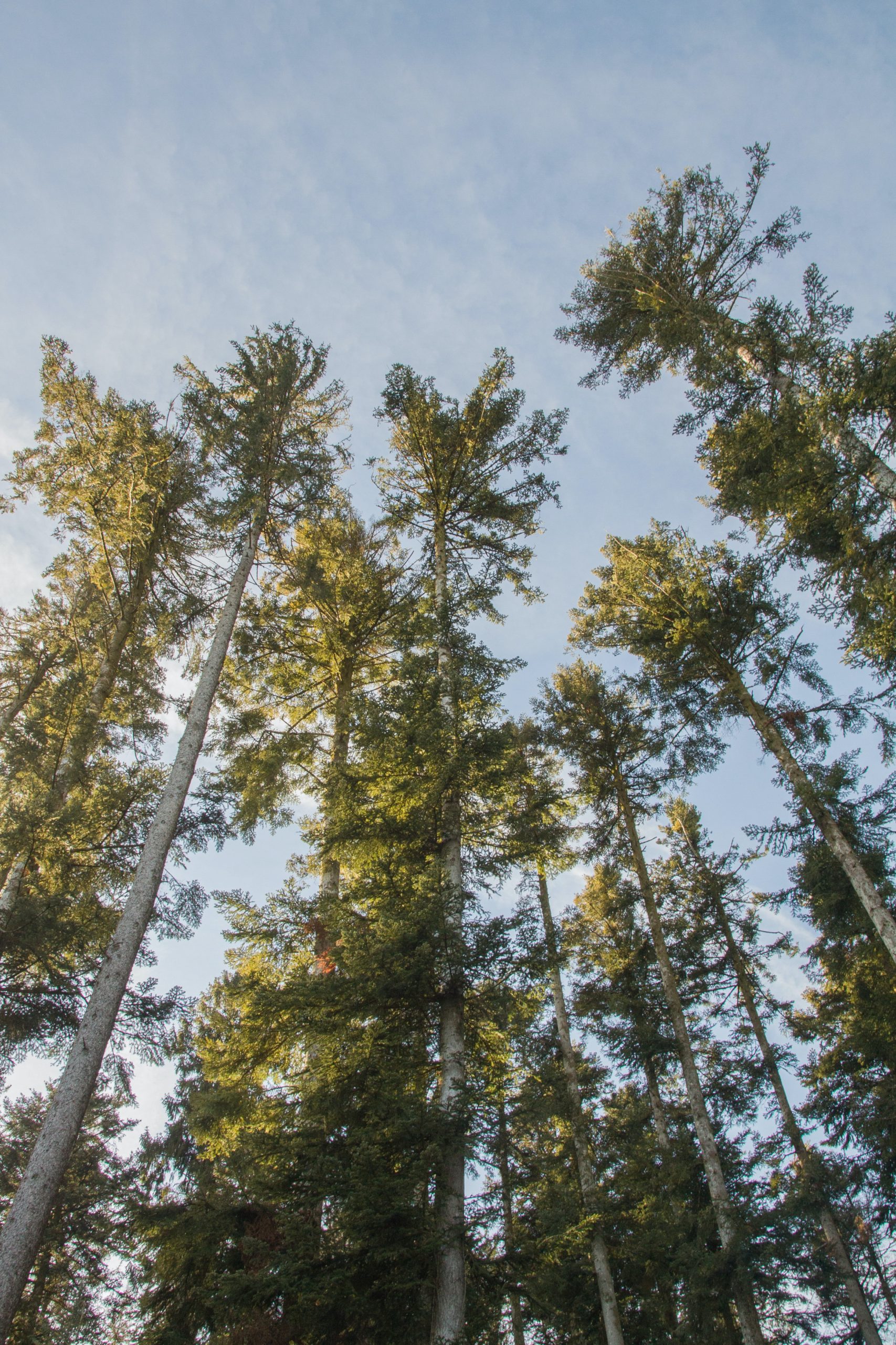 Free HD Forest Wallpaper Background For iPhone of the Snow