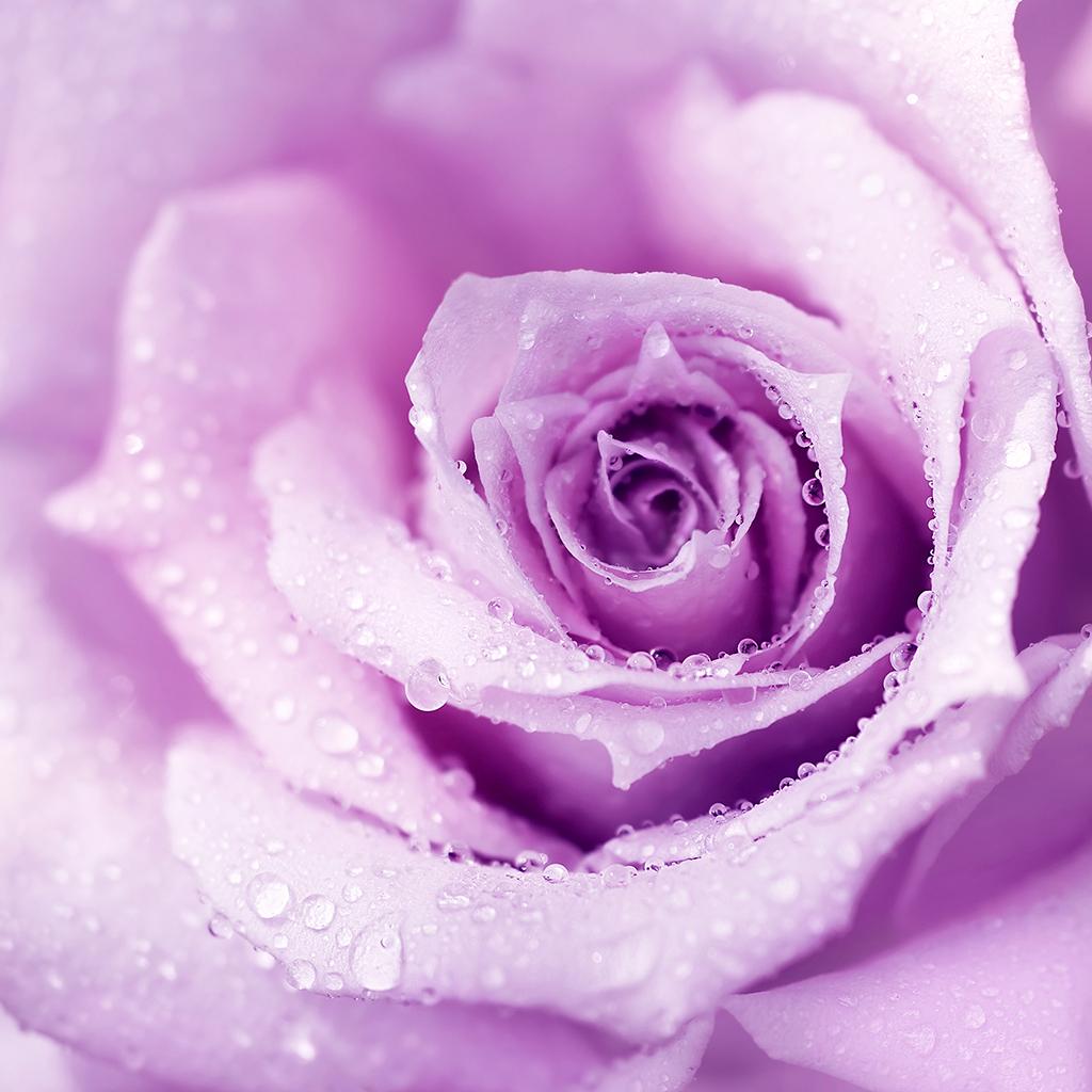 everpix rose for your screen! #rose #flowers # wallpaper #background #everpix #purple #ipad #iphone #iOS9