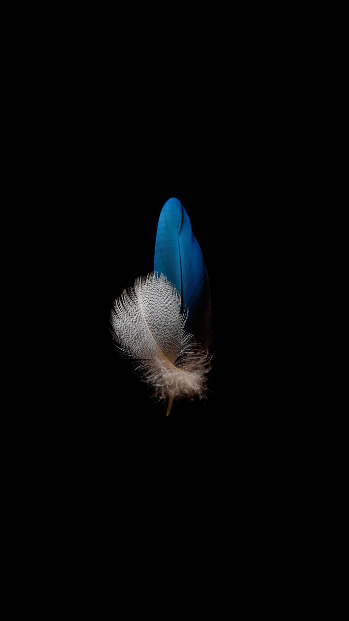 Download wallpaper 720x1280 amoled, bird features, dark, samsung galaxy mini s3, s5, neo, alpha, sony xperia compact z1, z2, z3, asus zenfone, 720x1280 HD background, 25196