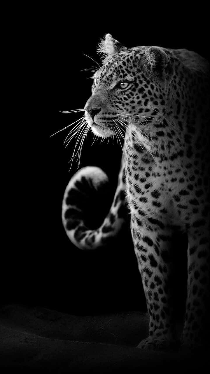 Black And White Animal Wallpaper