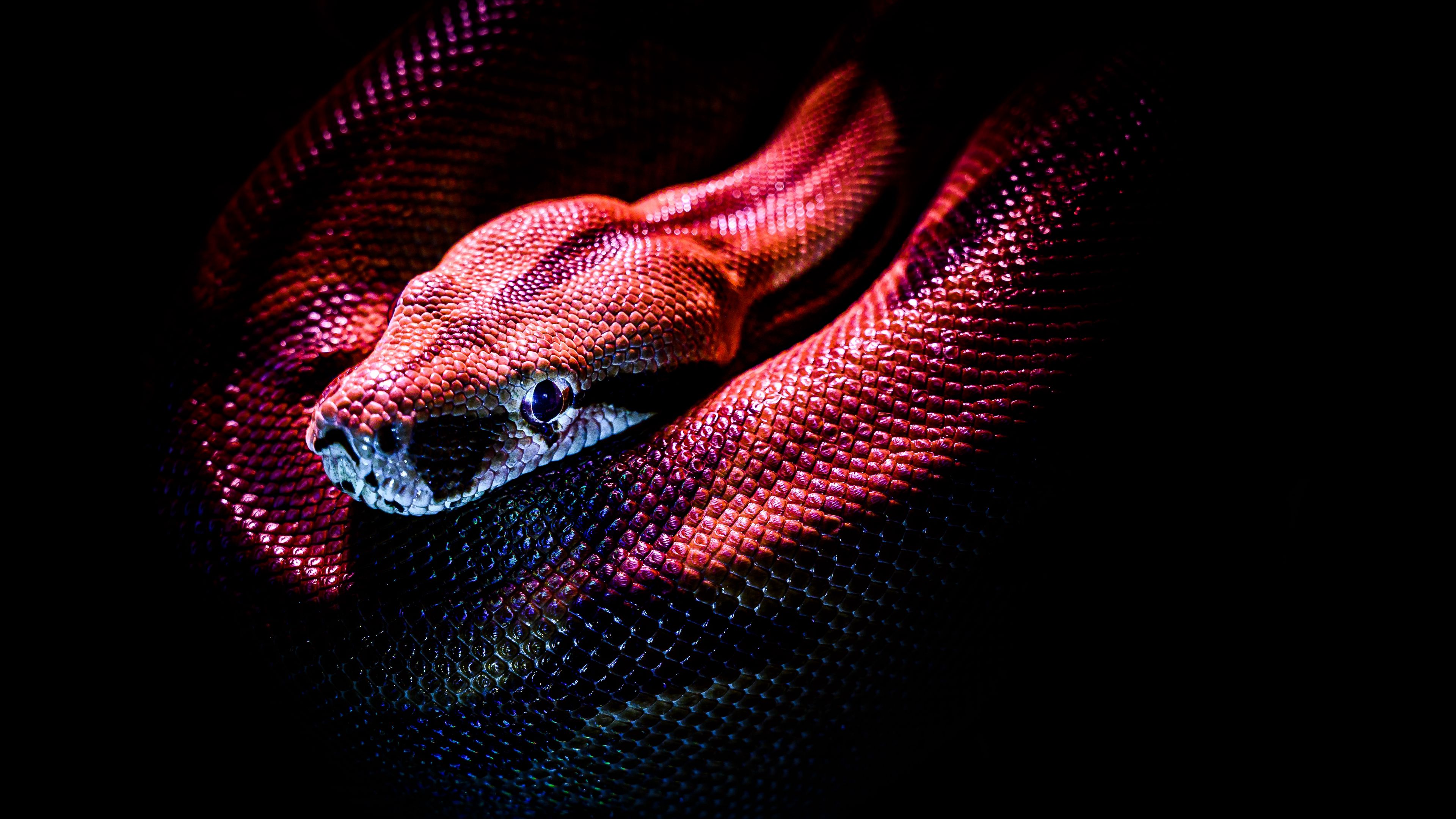 Wallpaper / snake, reptile, red, dark, scales, 4k free download