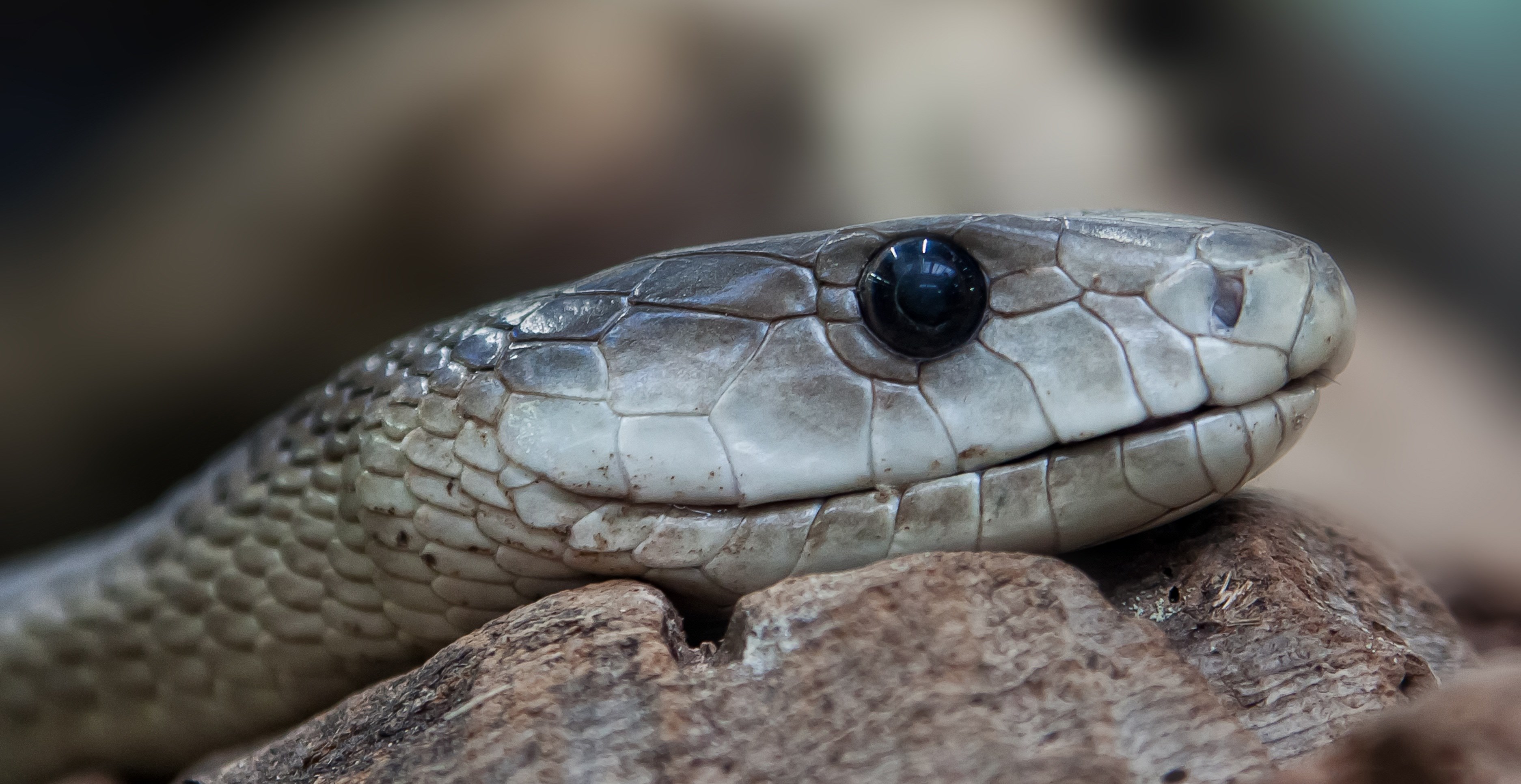 Wallpaper / snake toxic dangerous terrarium viper risk animal 4k wallpaper free download