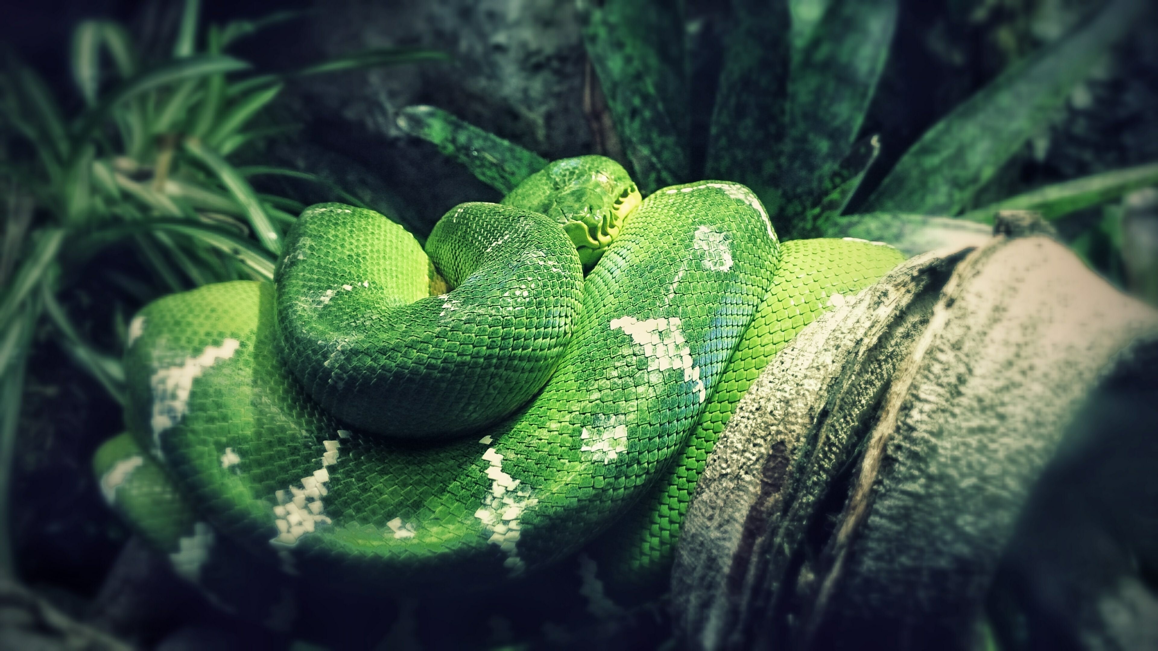Snake Wallpaper (image inside)
