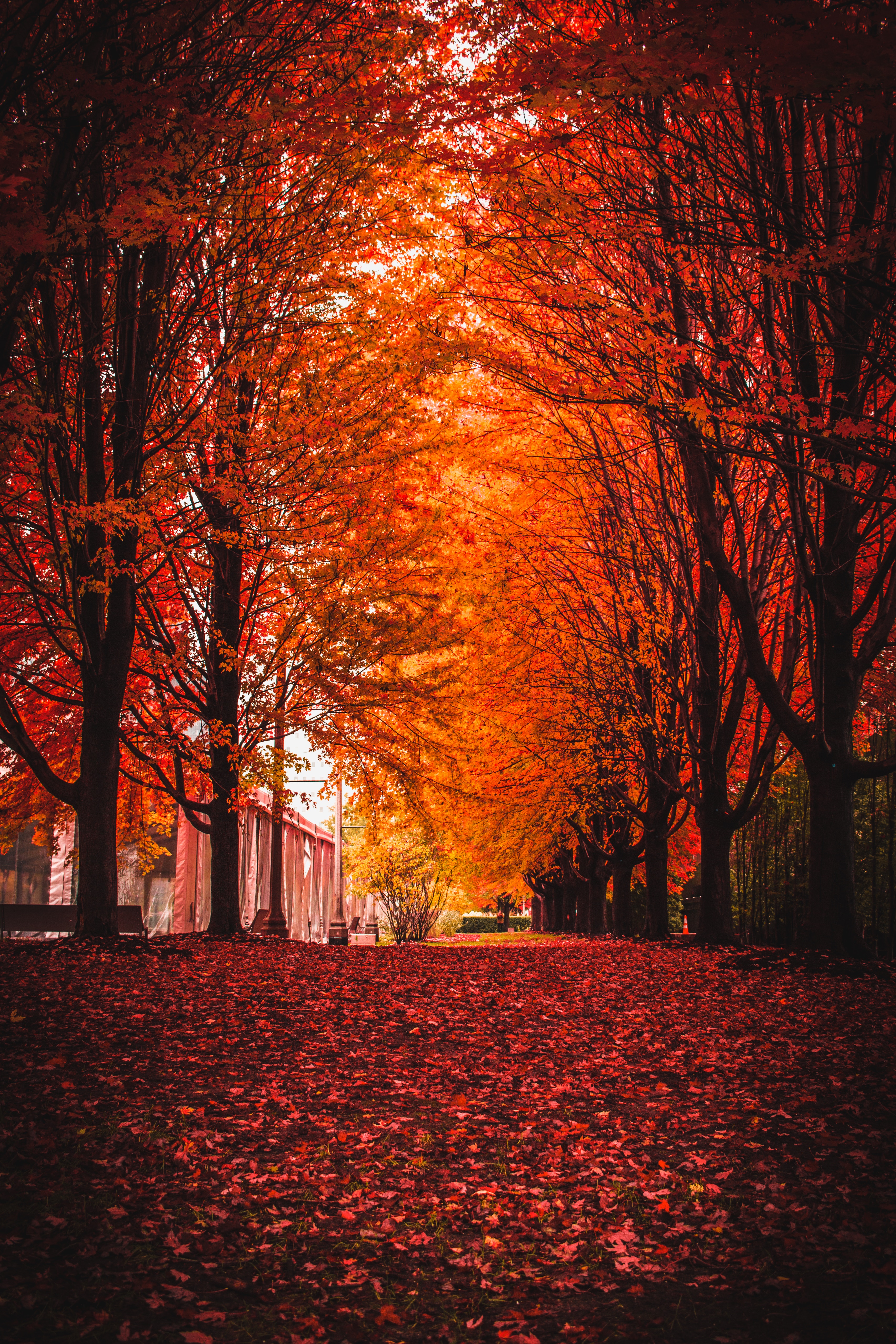 Download Autumn wallpaper for mobile phone, free Autumn HD picture