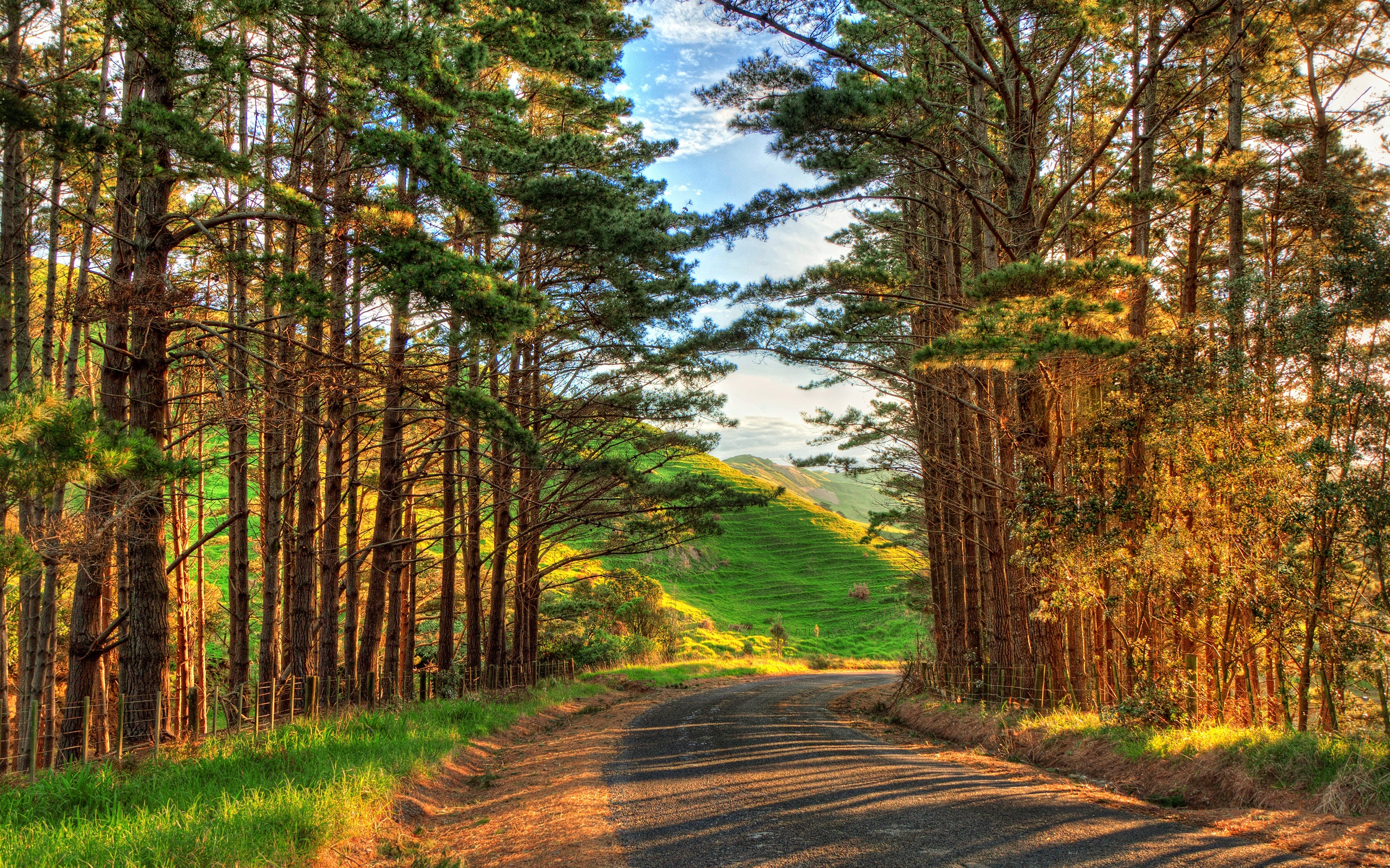 Wallpaper Warm afternoon landscape, trees, road, sunshine 2560x1600 HD Picture, Image