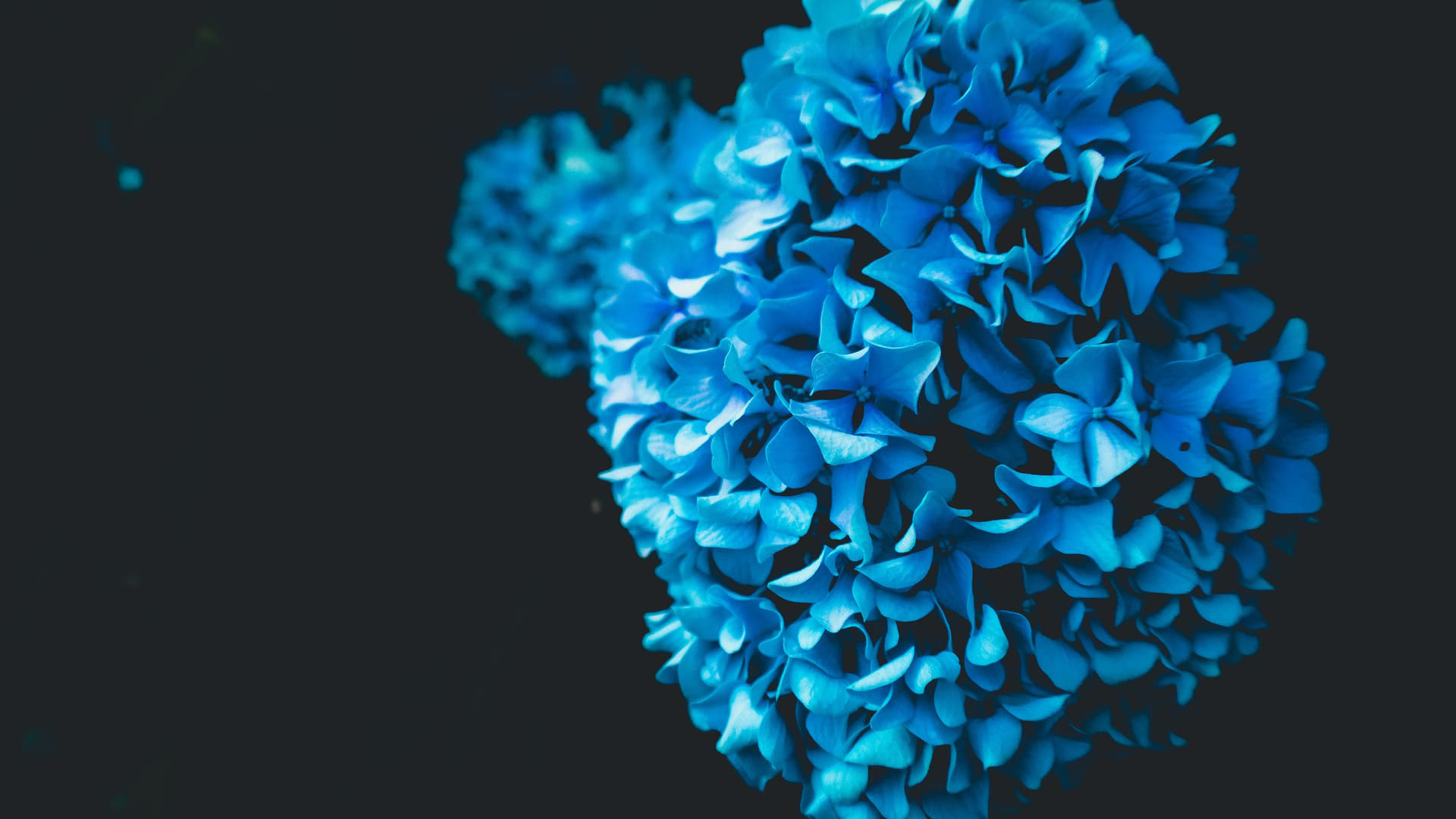 4K OLED Wallpaper for Desktop Free Download