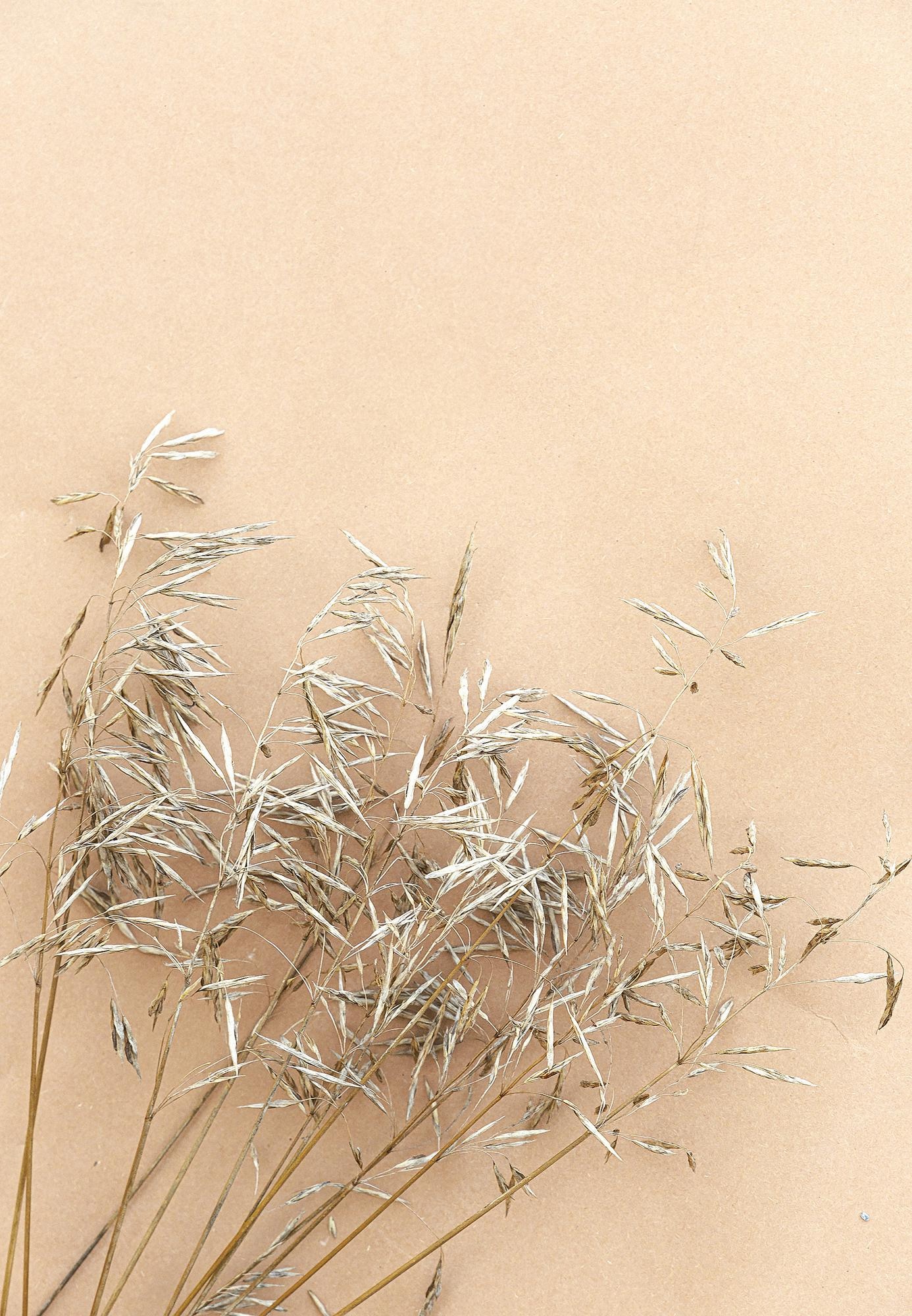 Premium Photo. Wheat on beige wall. aesthetic minimal wallpaper. summer autumn floral plant background composition