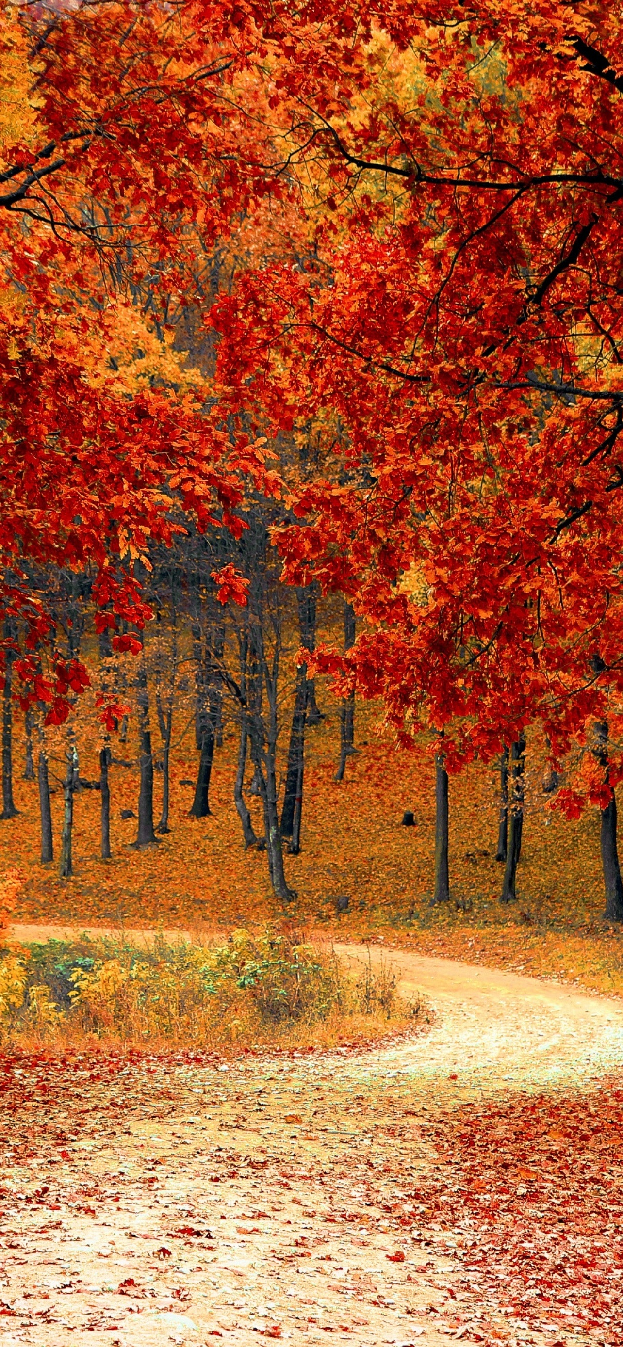 Autumn Wallpaper 4K, Red leaves, Forest, Pathway