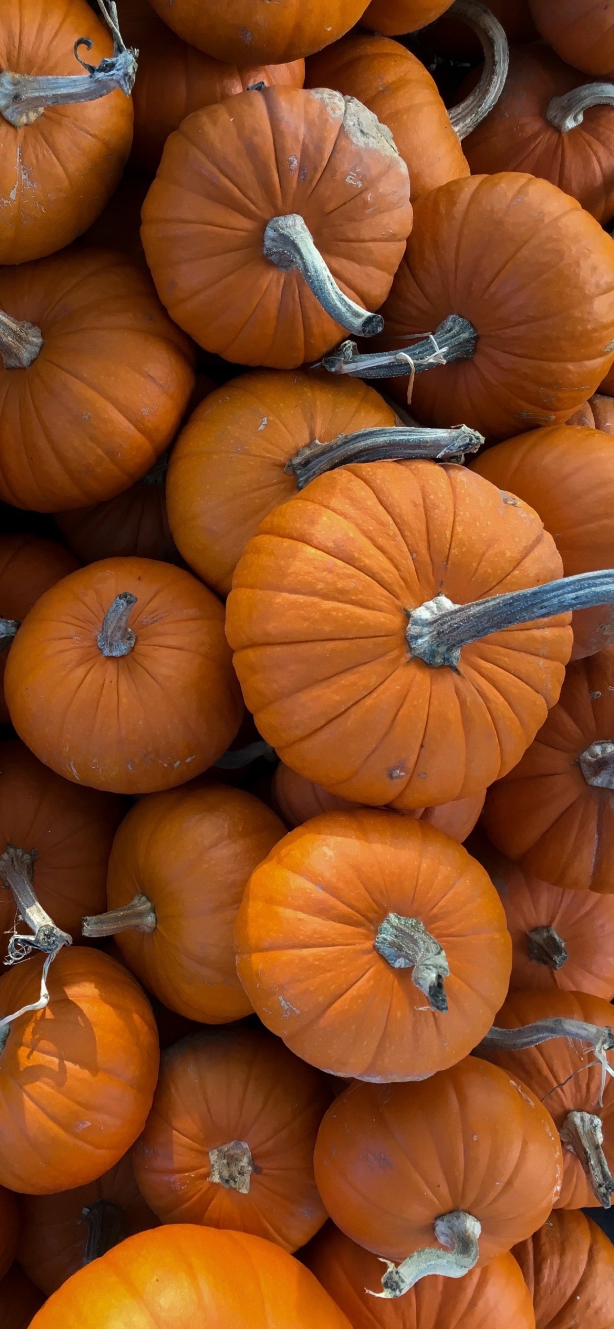 Wallpaper Weekends: Autumn iPhone XS Max Wallpaper