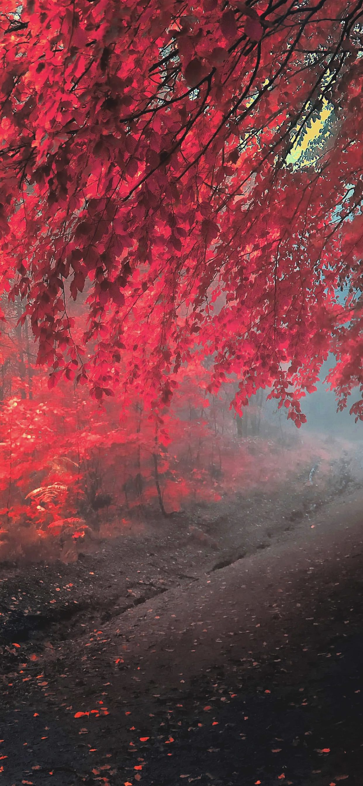 Landscape autumn leaves red. wallpaper