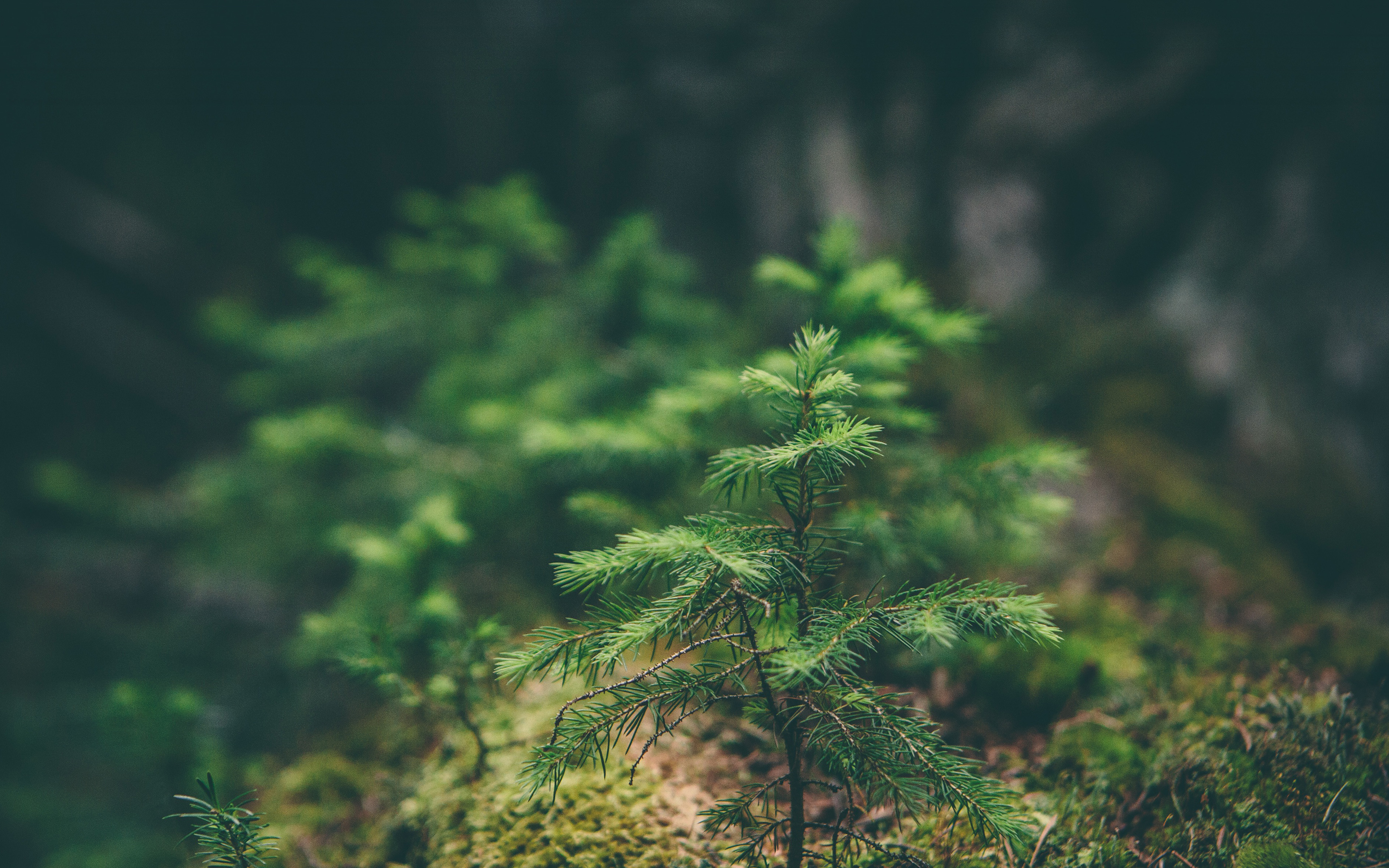wallpaper for desktop, laptop. green moss flower nature