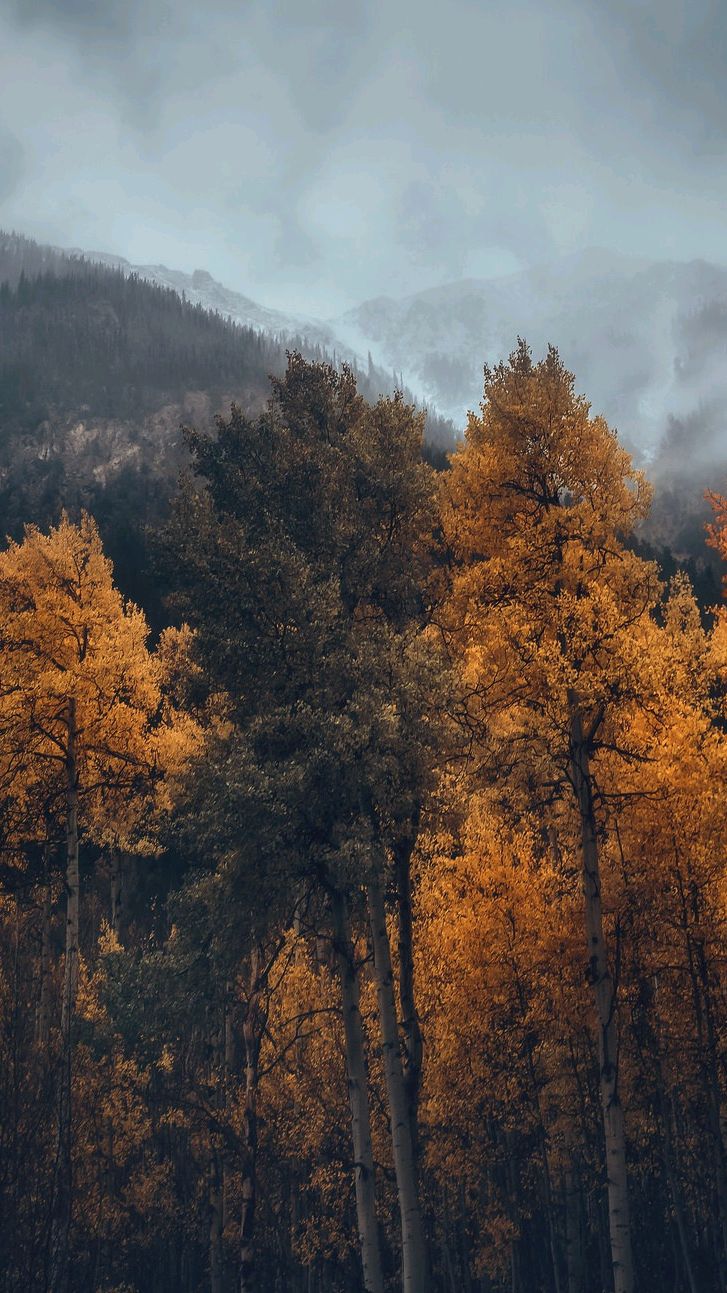 Autumn Forest Mist IPhone Wallpaper Wallpaper, iPhone Wallpaper