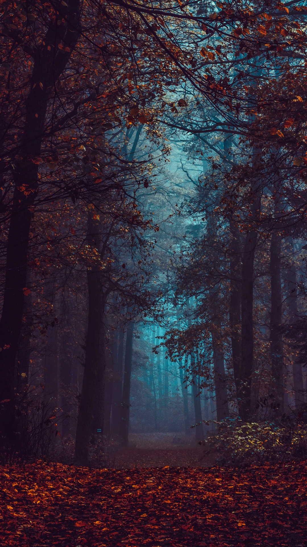 Forest Wallpaper 4K, Fall Foliage, Fog, Morning, Dark