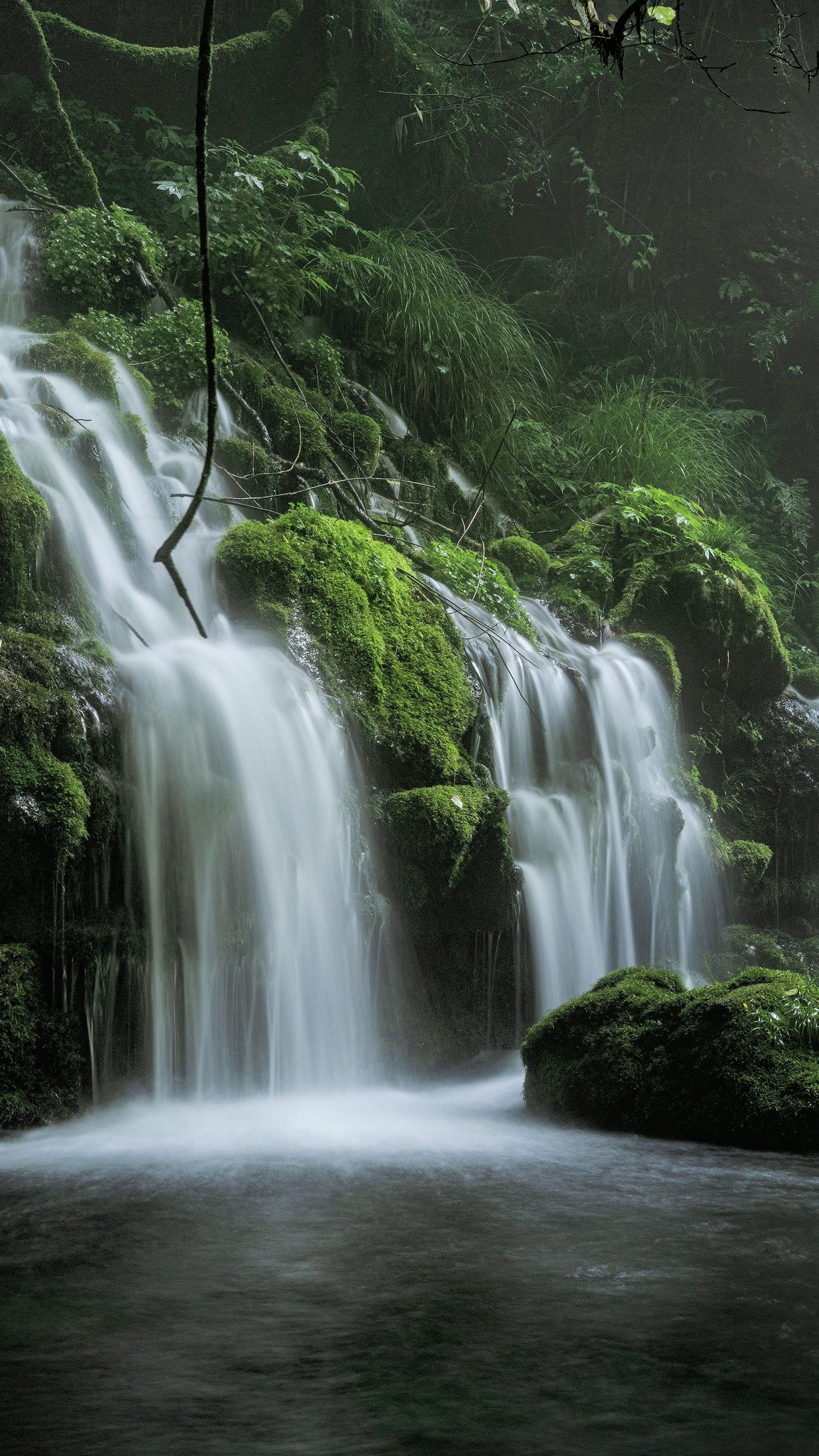 Green Forest Wallpaper: 4K, HD, 1920x1080, Phone & Desktop