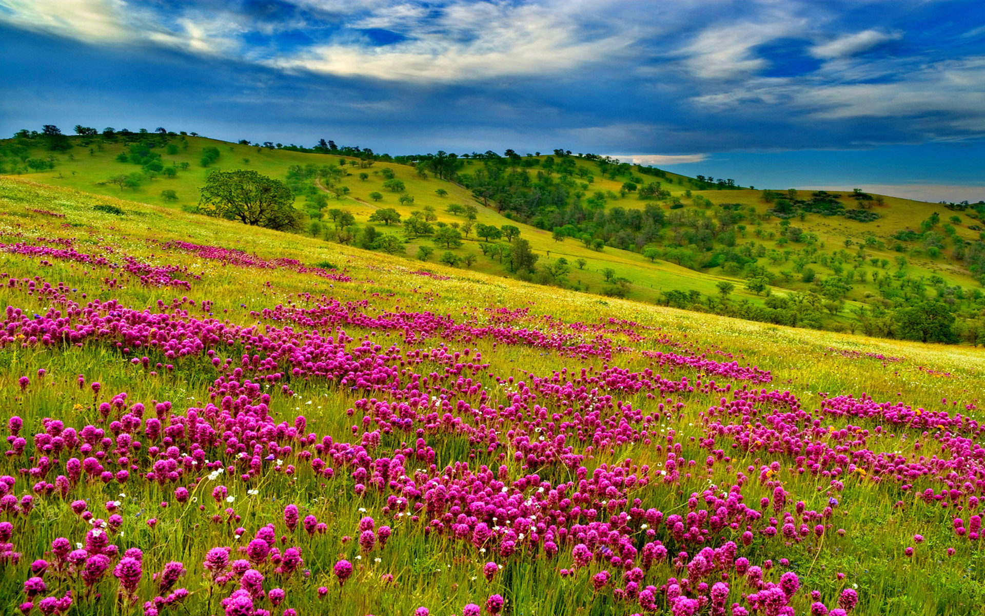 Nature Summer Meadow Landscape With Violet Flowers Forest Green Hills With Grass Green Oak Trees Blue Sky With White Clouds Wallpaper HD 3840x2400, Wallpaper13.com
