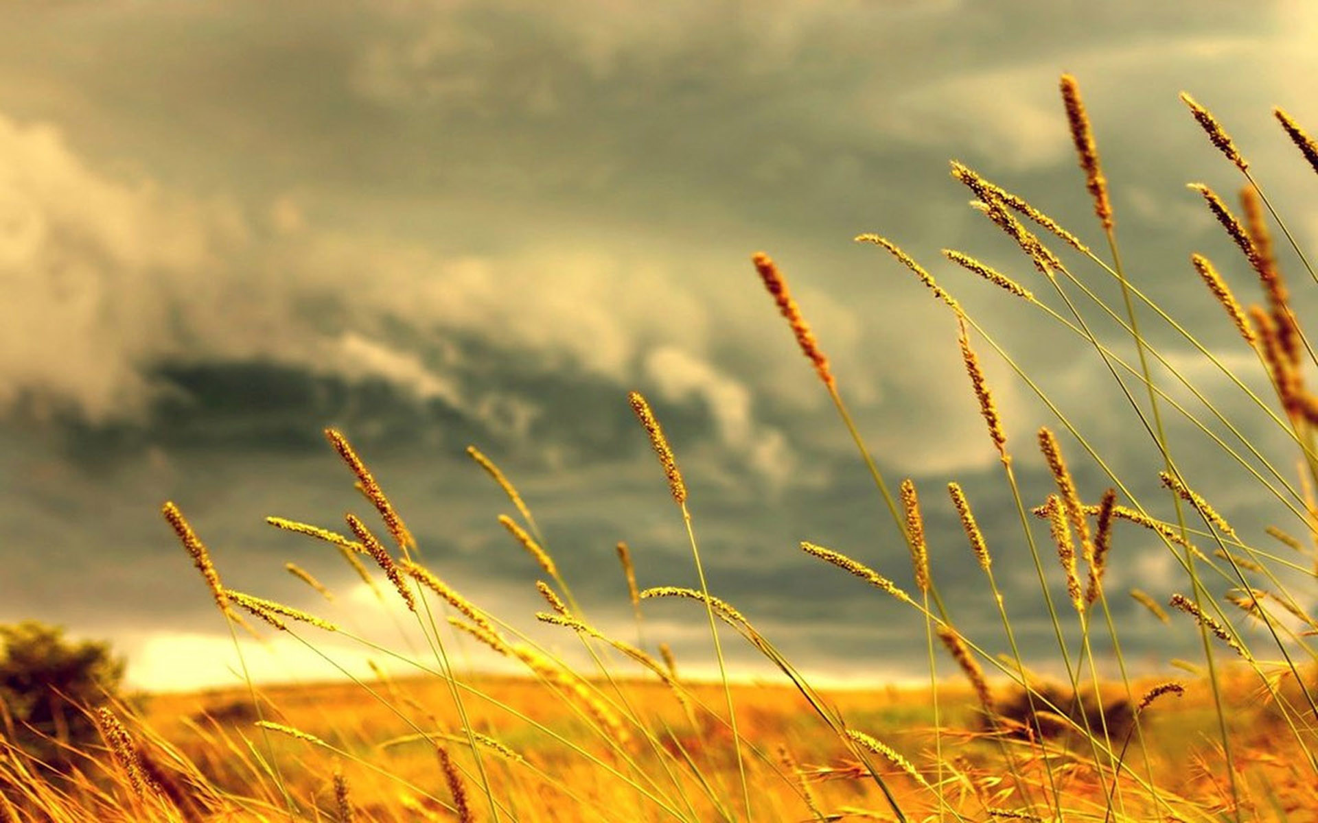 Summer Wallpaper HD