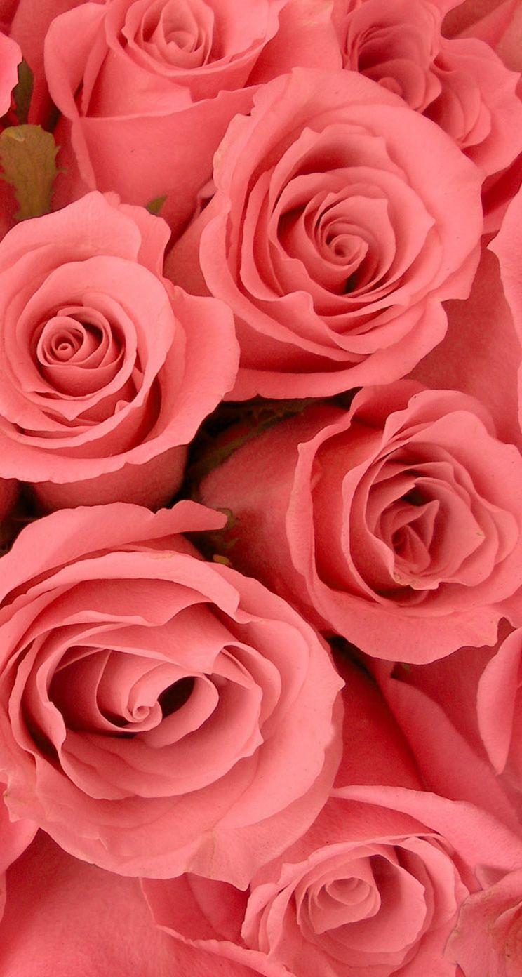 Coral Roses Wallpaper