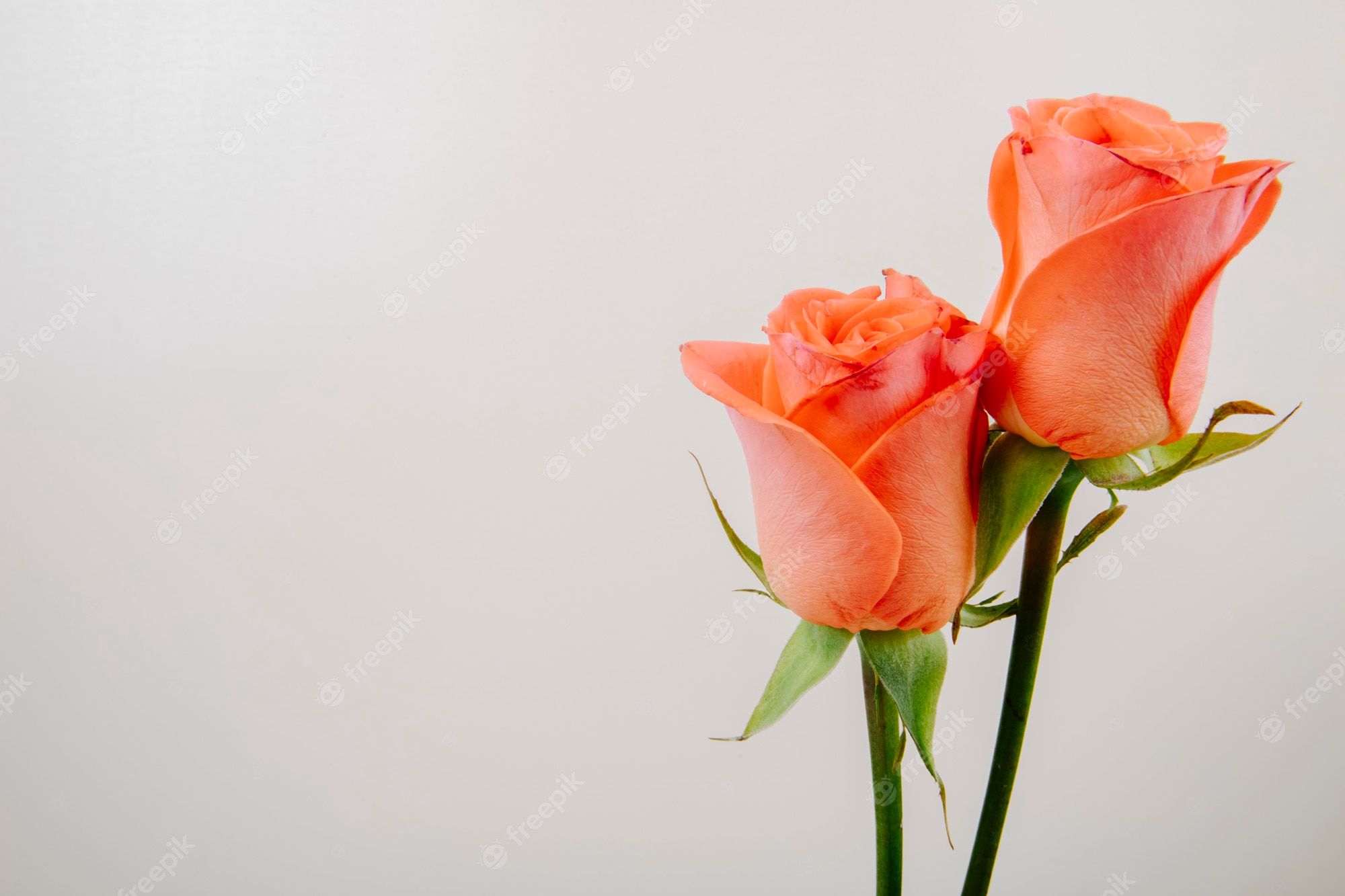 Free Photo. Side view of coral color roses isolated on white background with copy space