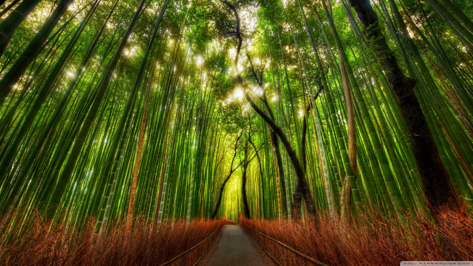 Download Tall Chinese Bamboo 4K Forest Wallpaper