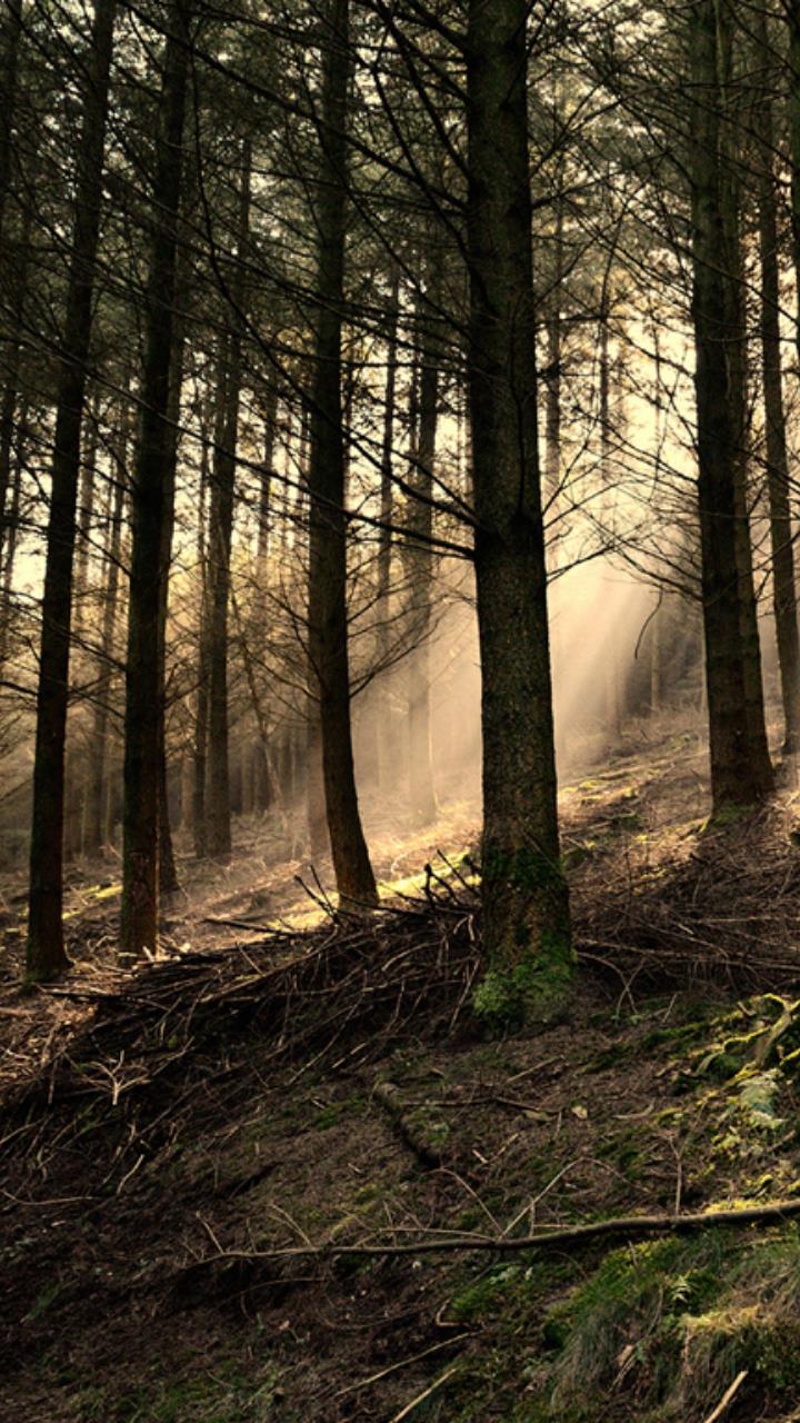 deep forest sun light ray wallpaper HD Mobile, Desktop Wallpaper