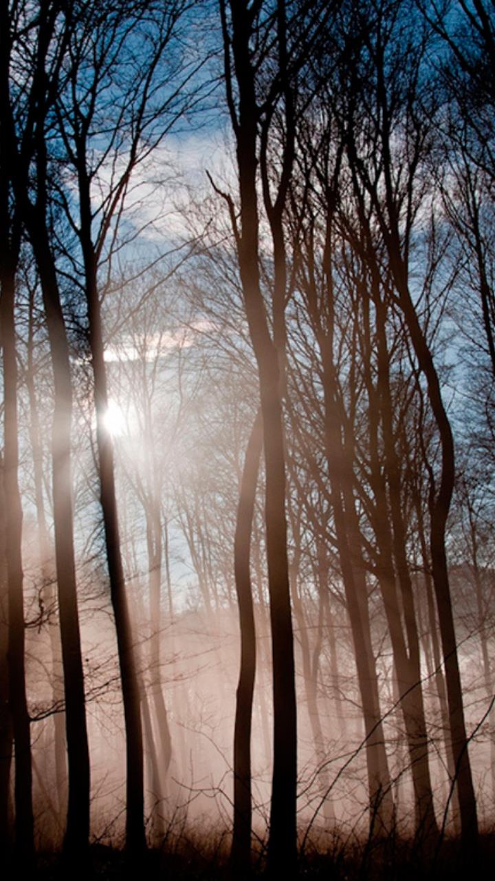 sun shine in deep forest wallpaper HD Mobile, Desktop Wallpaper