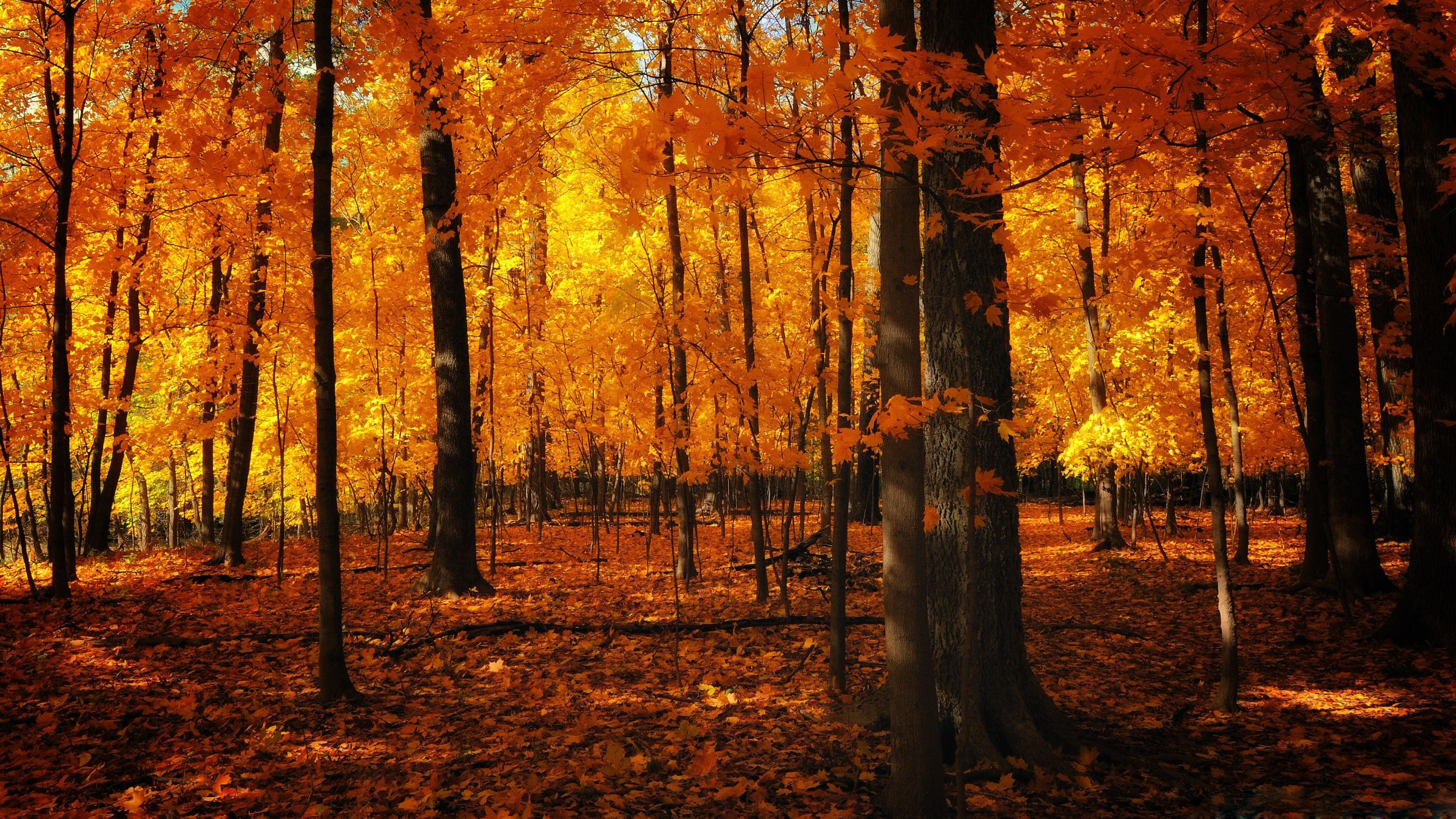 Orange Aesthetic Wallpaper Computer