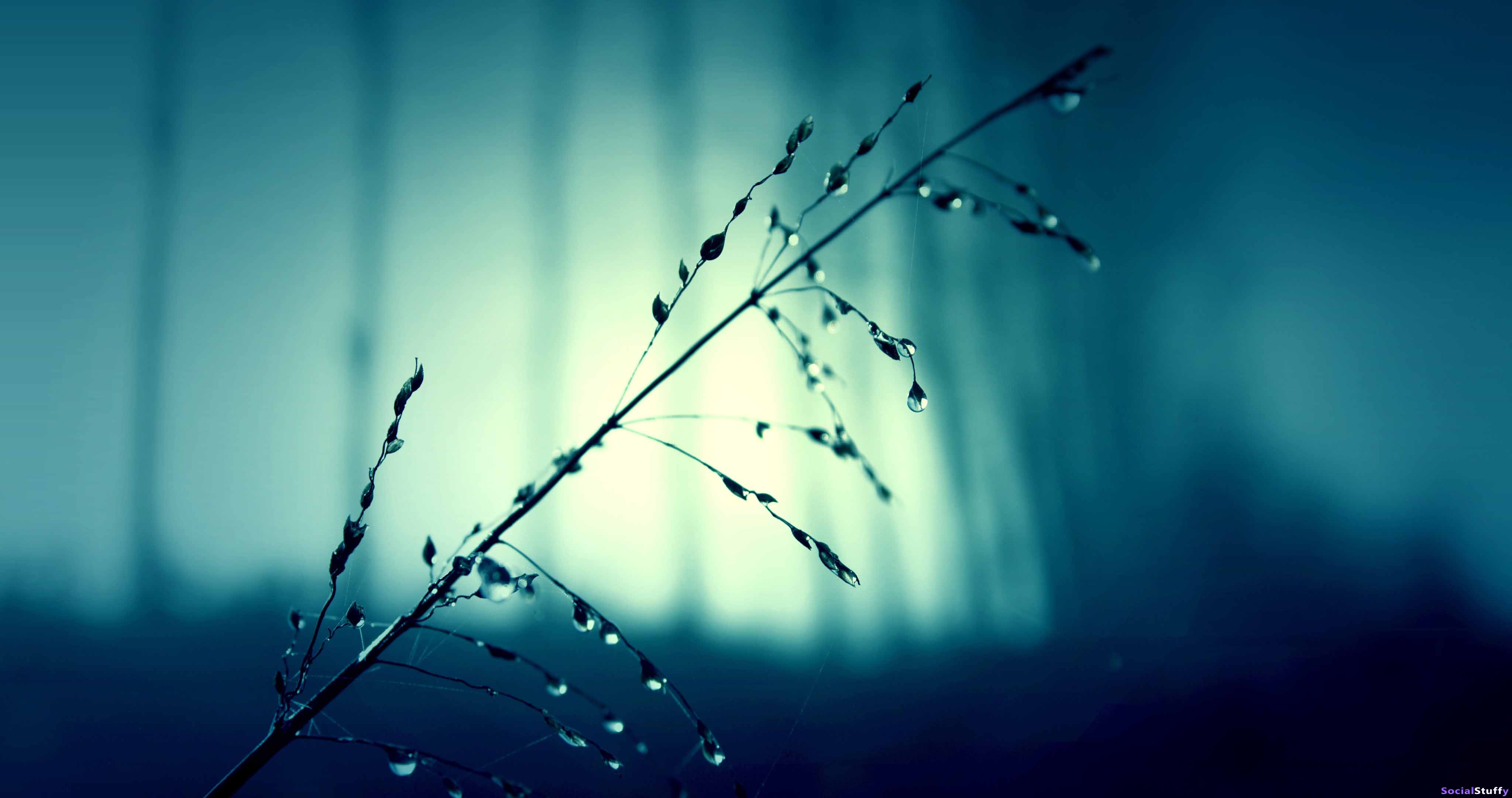 Grass 4k resolution Wallpaper