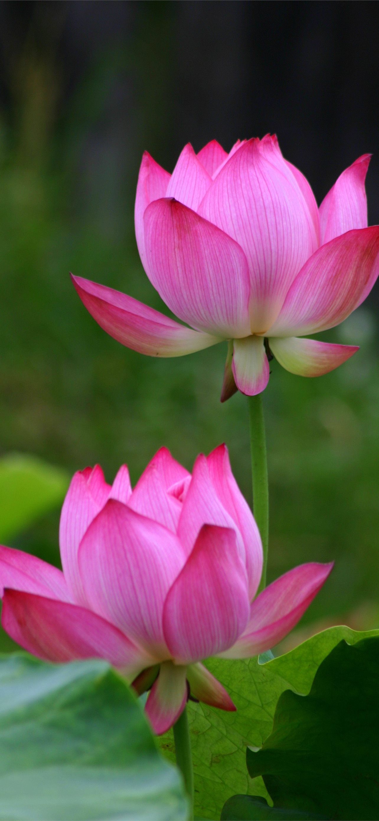 Best Lotus flower iPhone HD Wallpaper