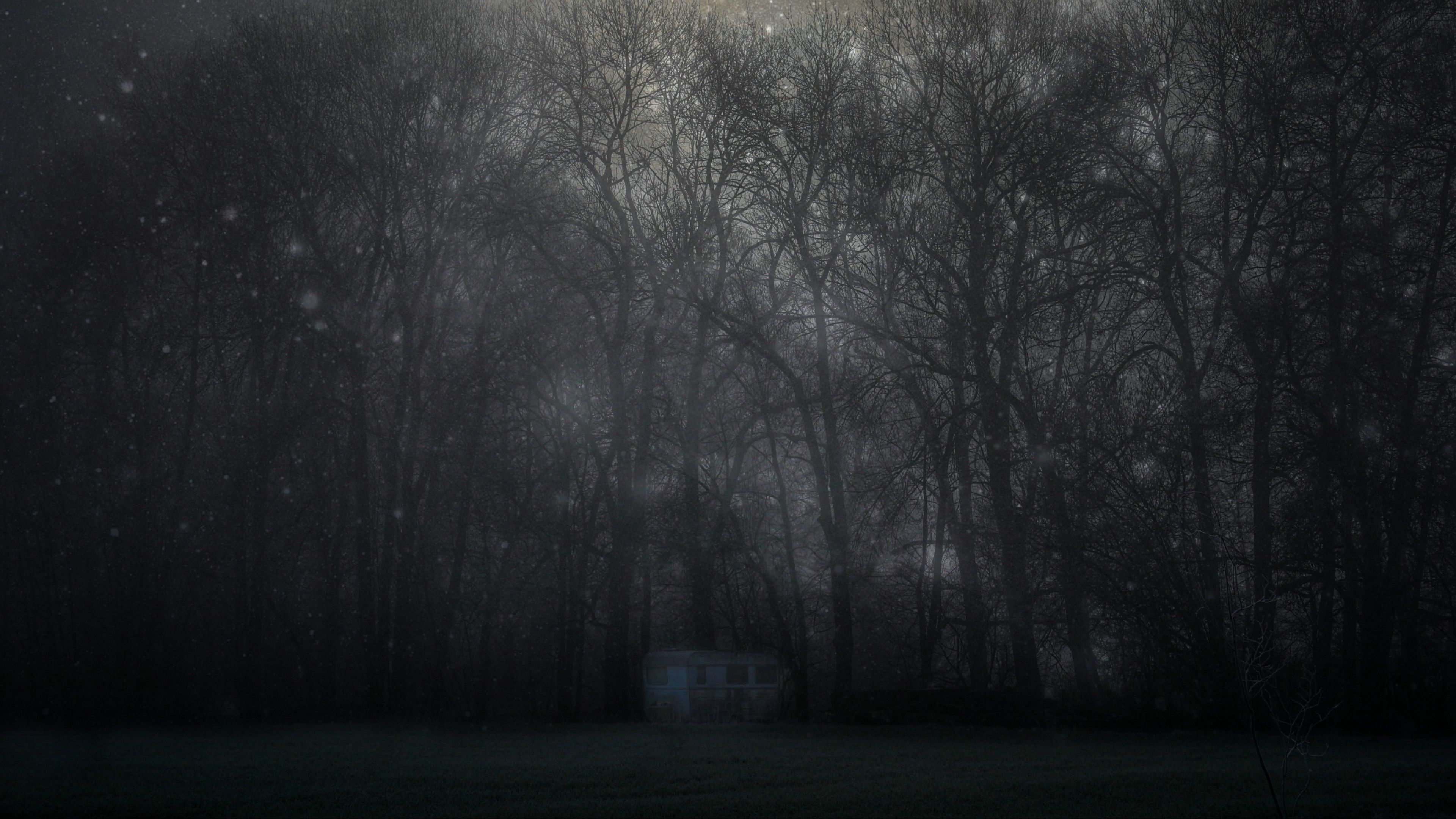 Wallpaper / forest, mystical, fog, trees, night, starry sky, 4k free download