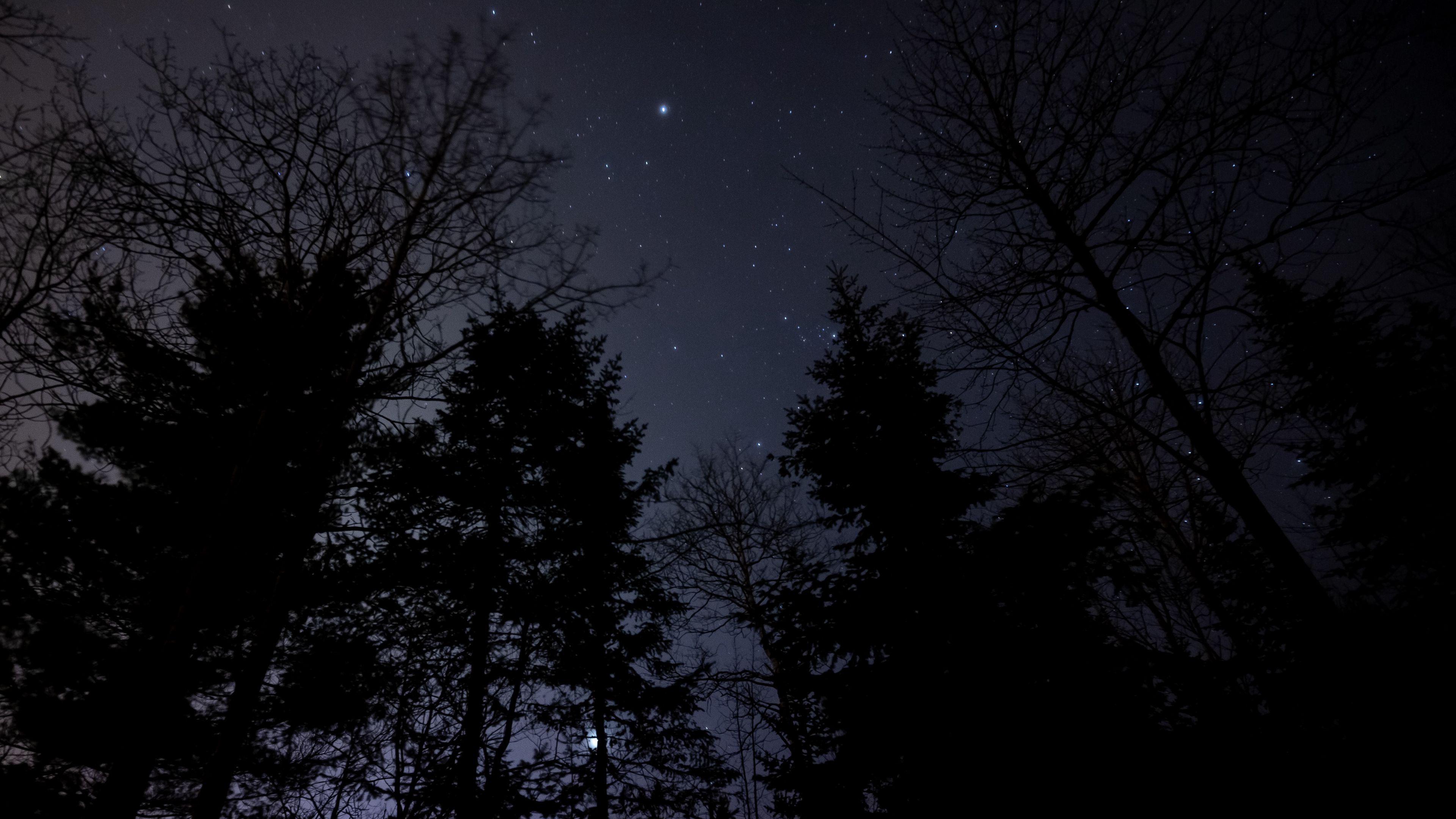 Download wallpaper 3840x2160 night, forest, starry sky 4k uhd 16:9 HD background